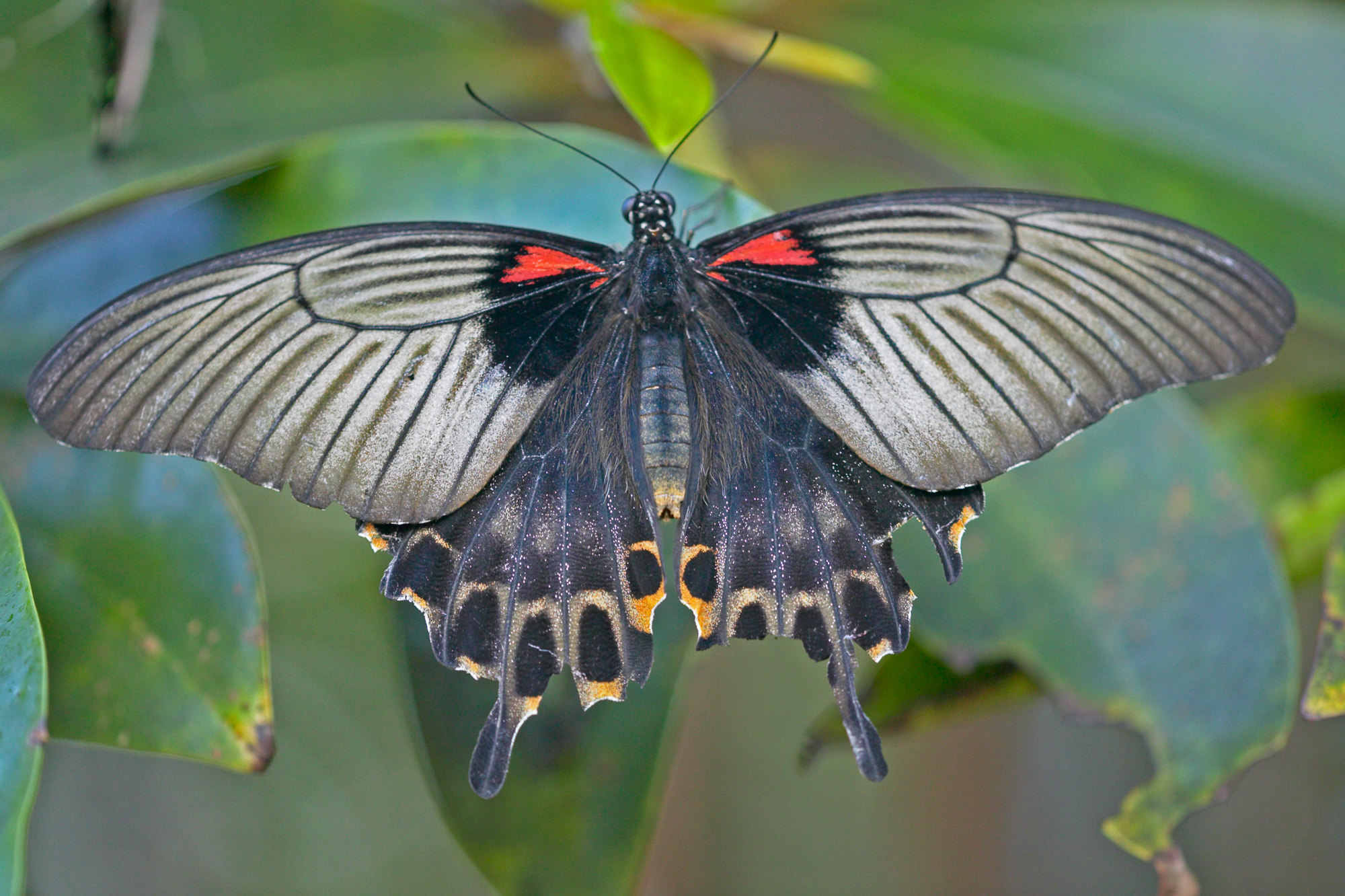 Schwalbenschwanz / Papilio machaon