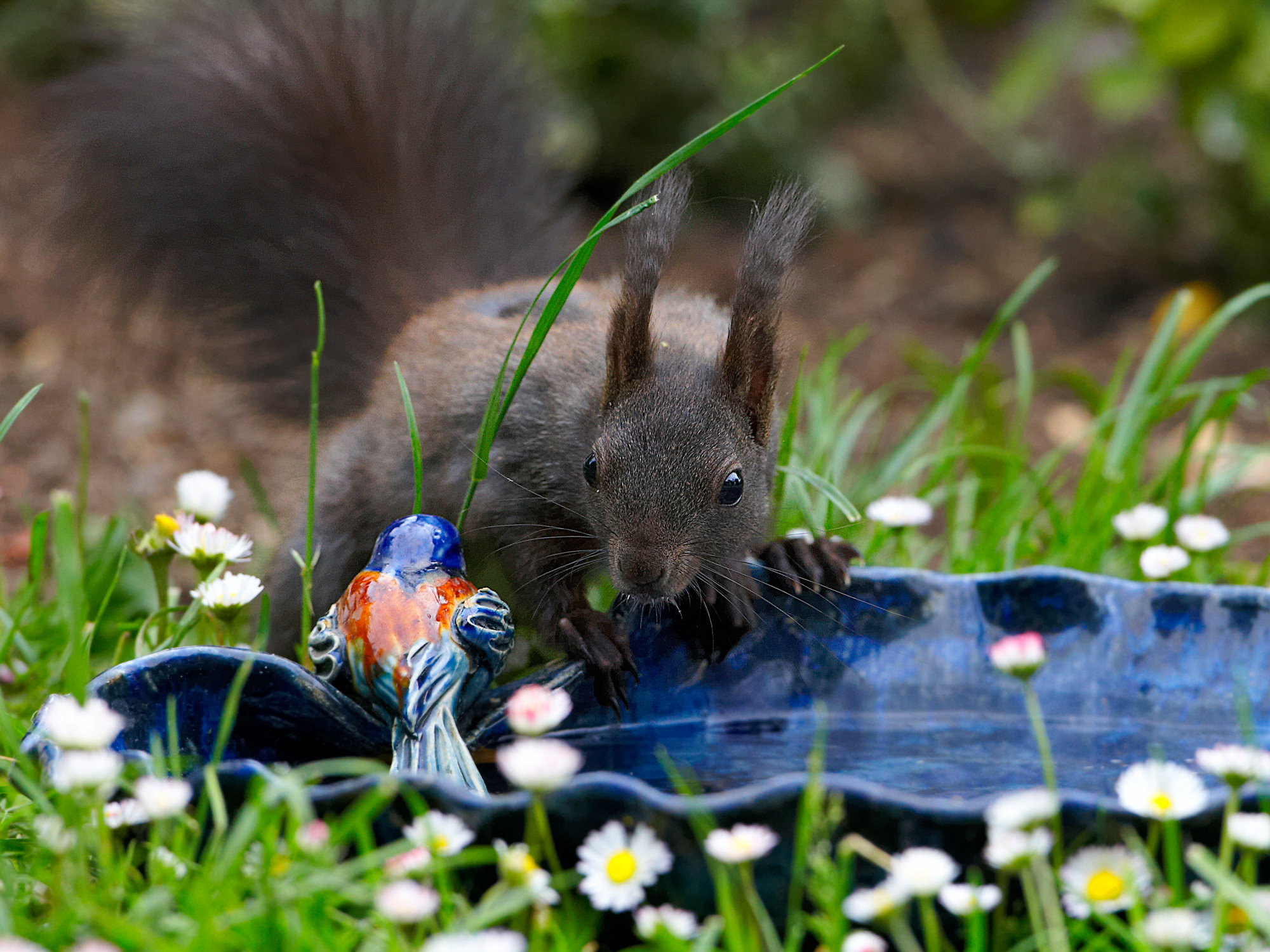 Eichhörnchen bei der Vogelbadewanne im Garten