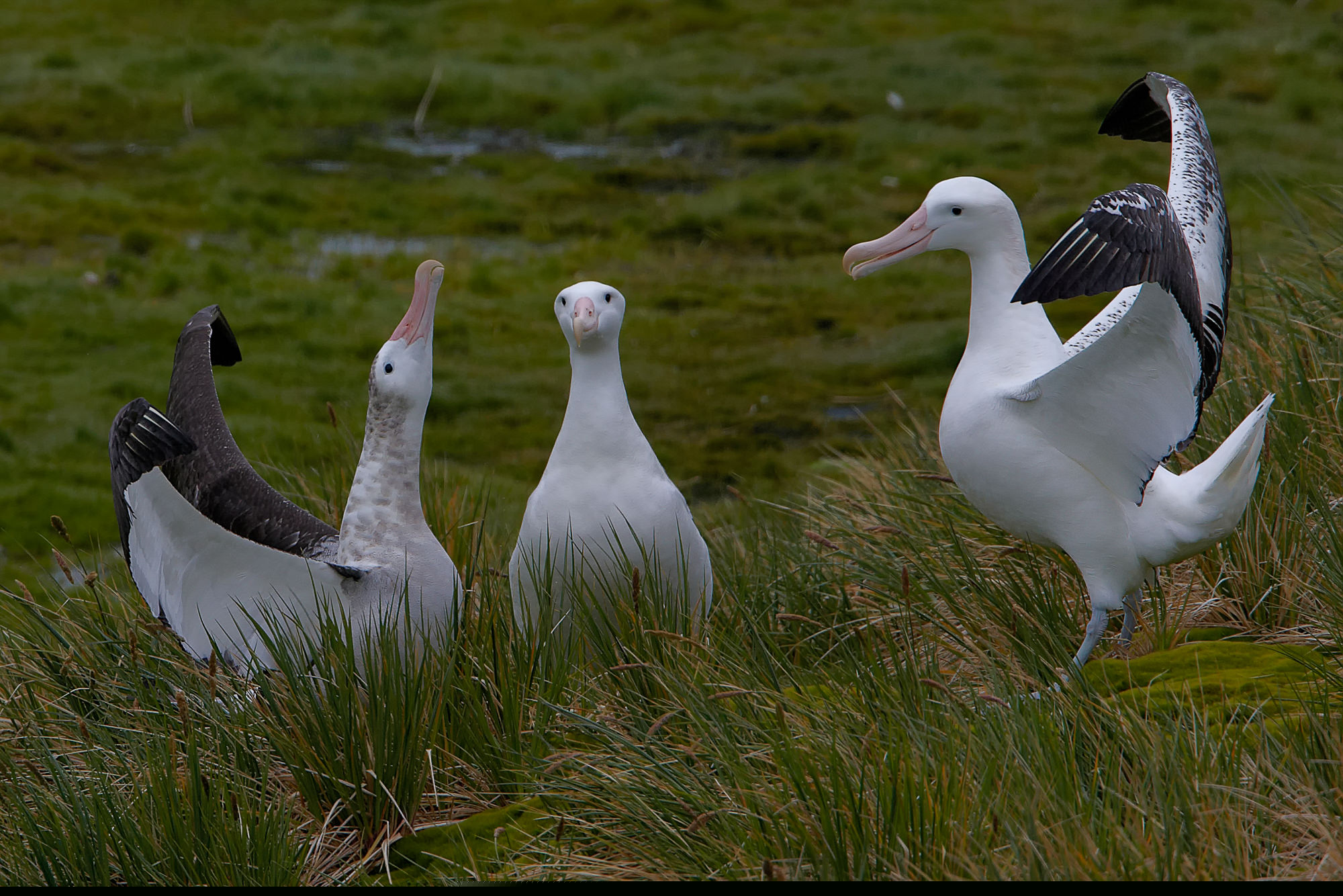 balzender Wanderalbatros, Prion Island, Süd Georgien