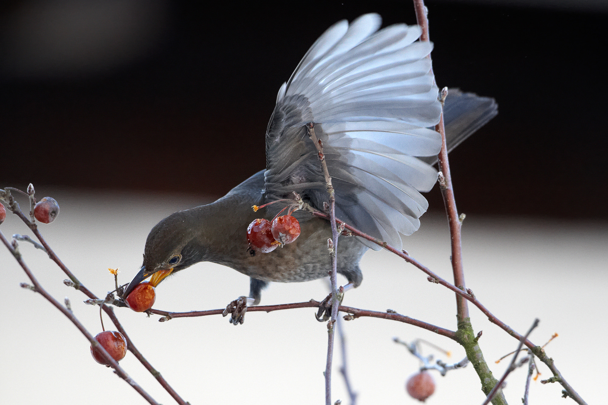 Amsel im Zierapfelbaum
