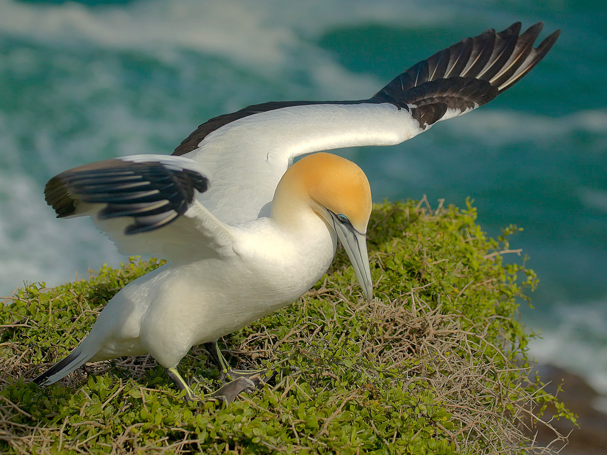Australtölpel bei Muriwai, Neuseeland