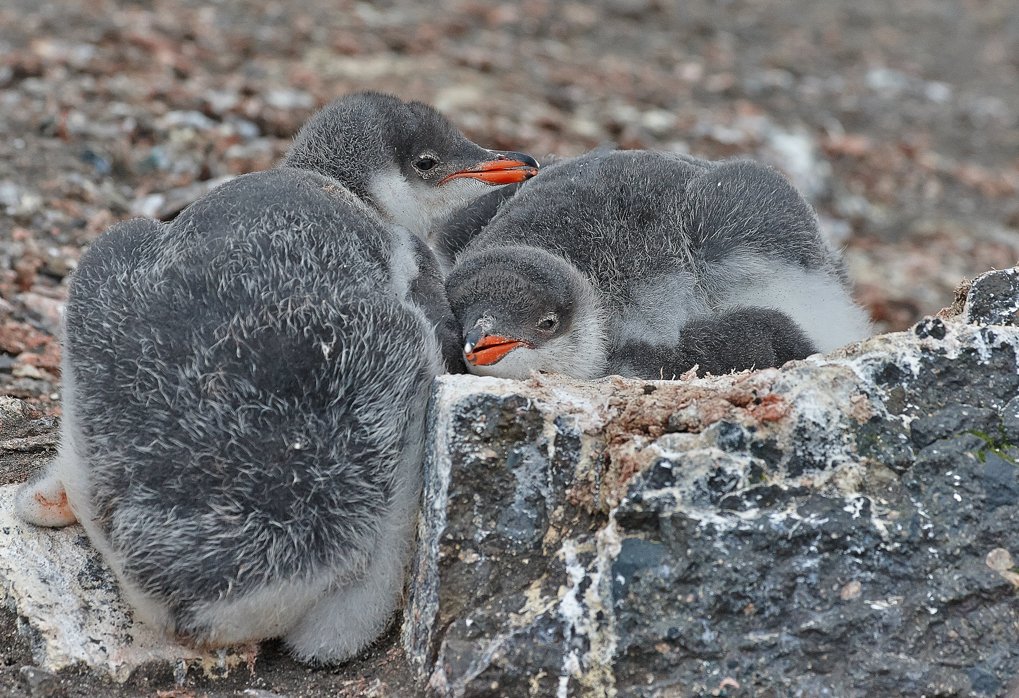 Kinderstube der Eselspinguine