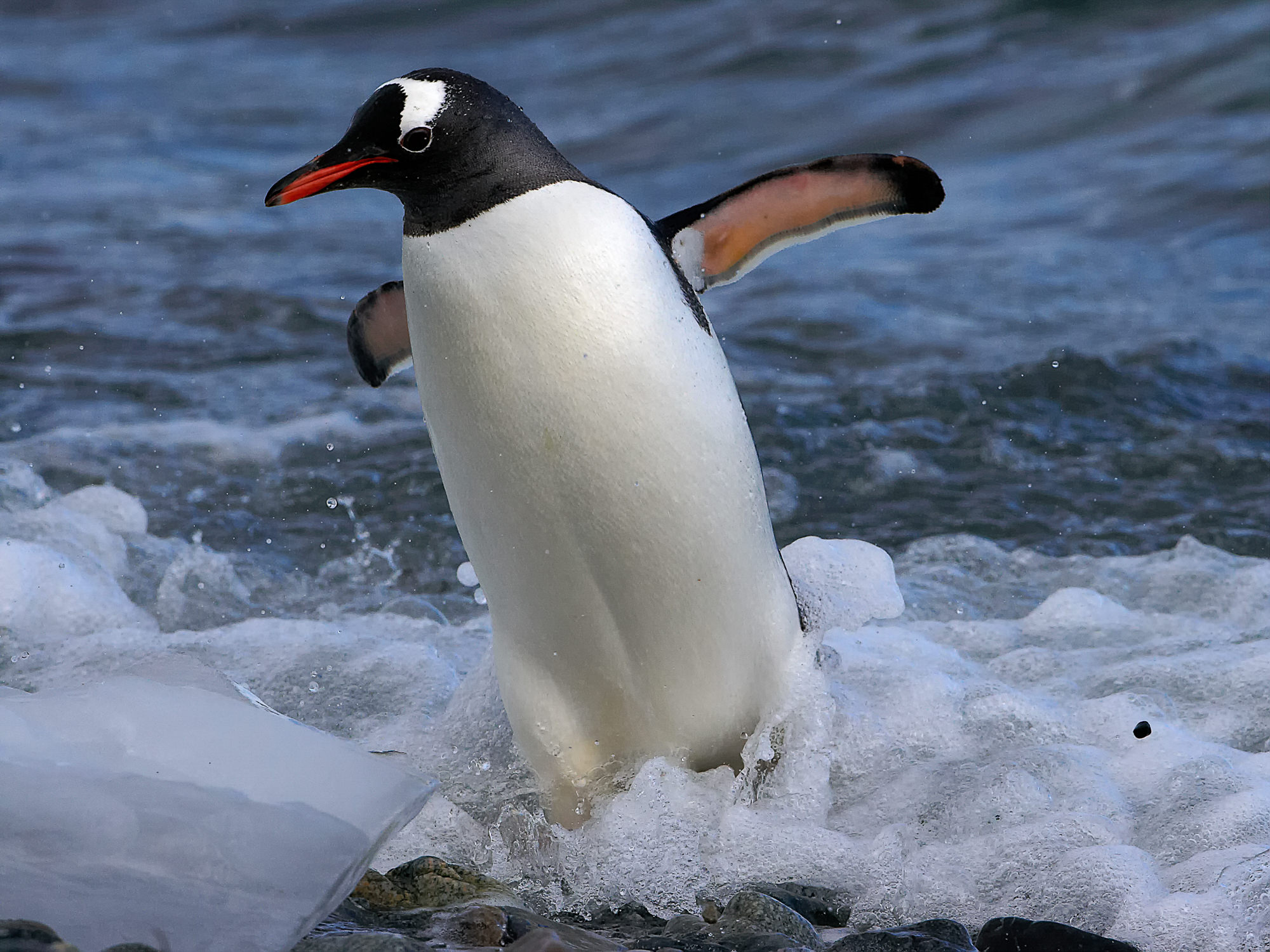 Eselspinguin