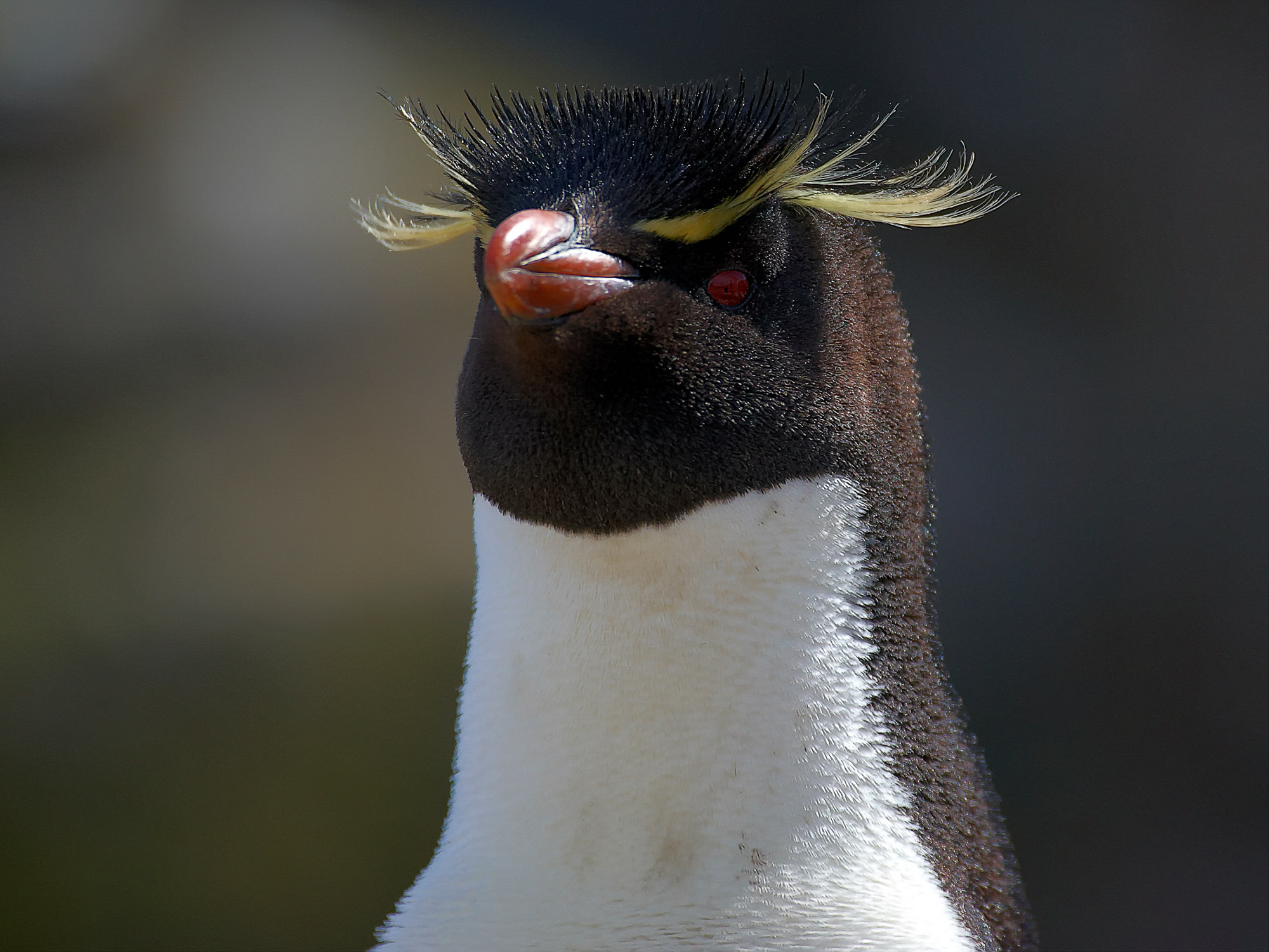 Felsenpinguin