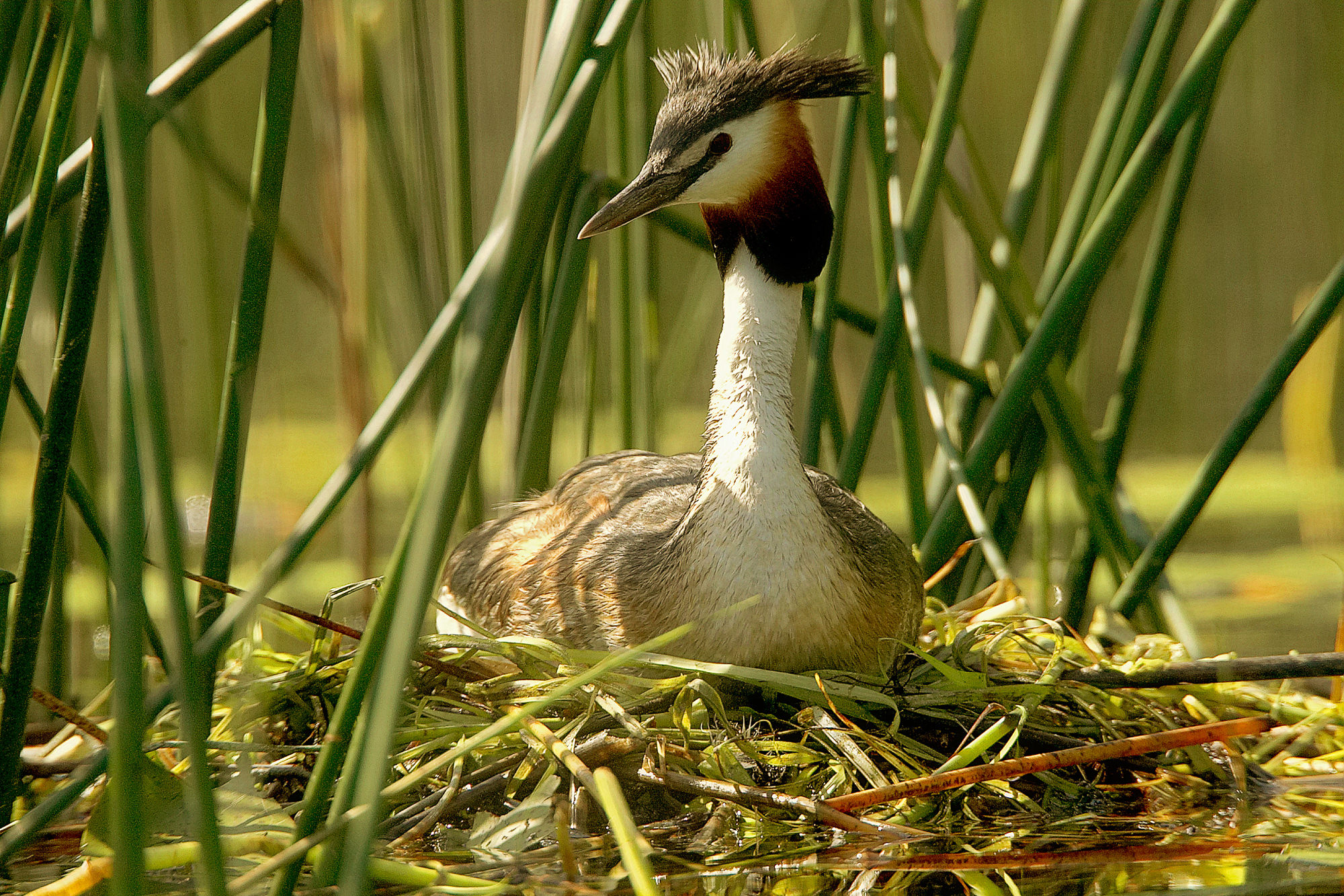 Haubentaucher im Nest