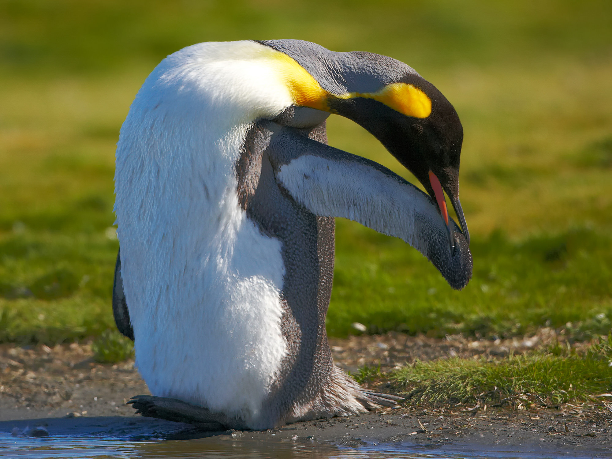 Königspinguine bei der Morgentoilette