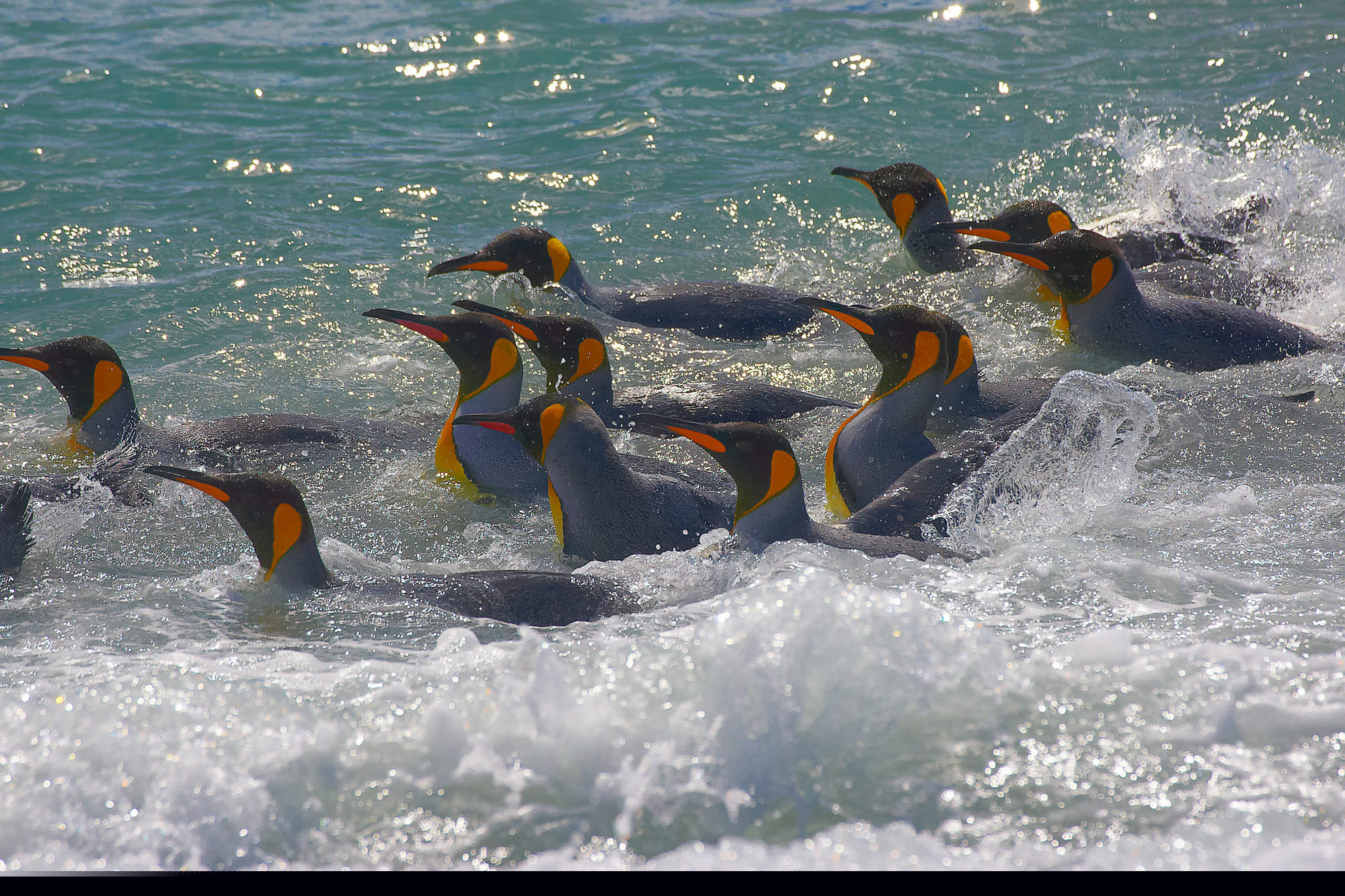 Königspinguine beim Baden