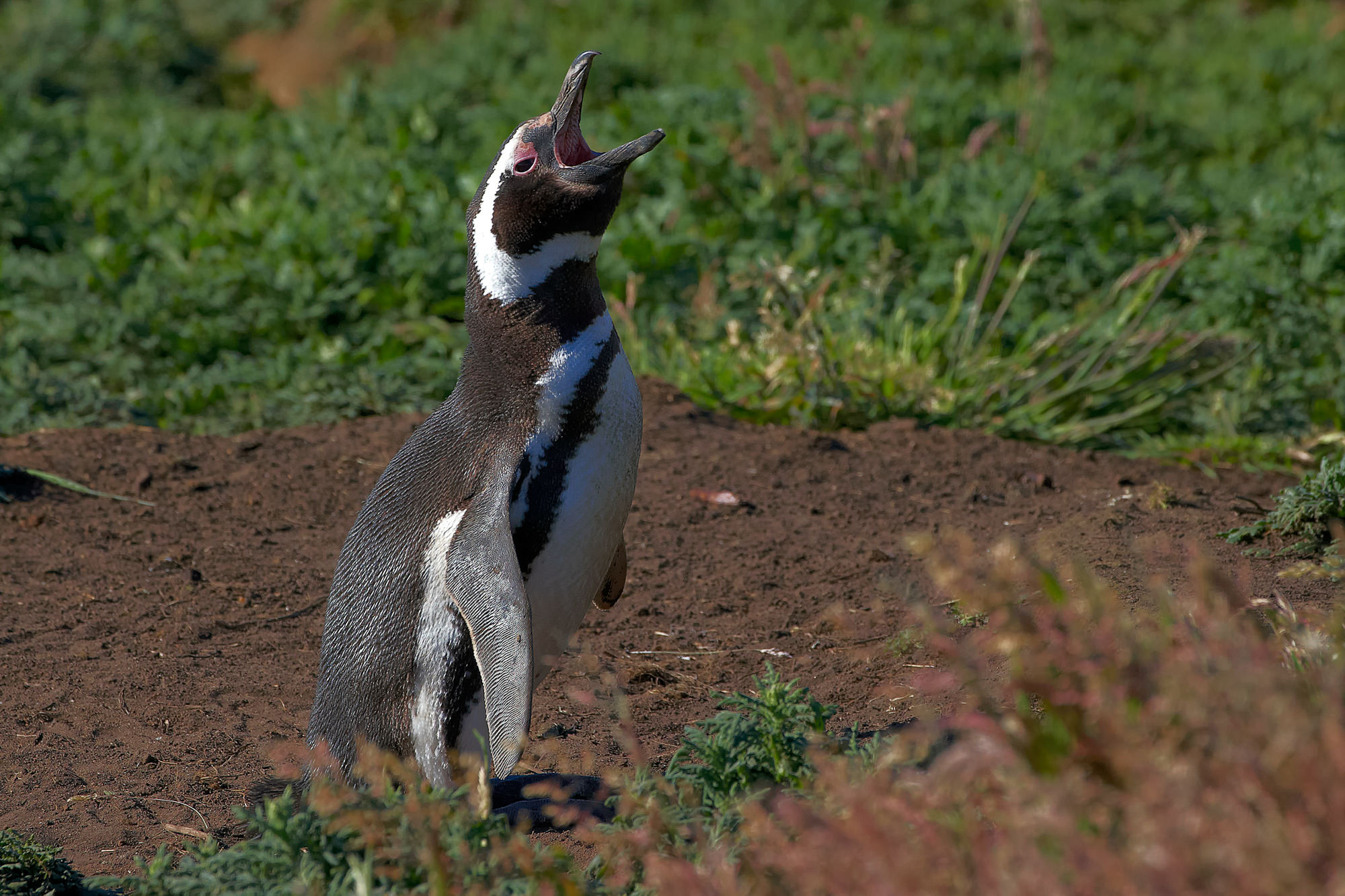 Magellanpinguin