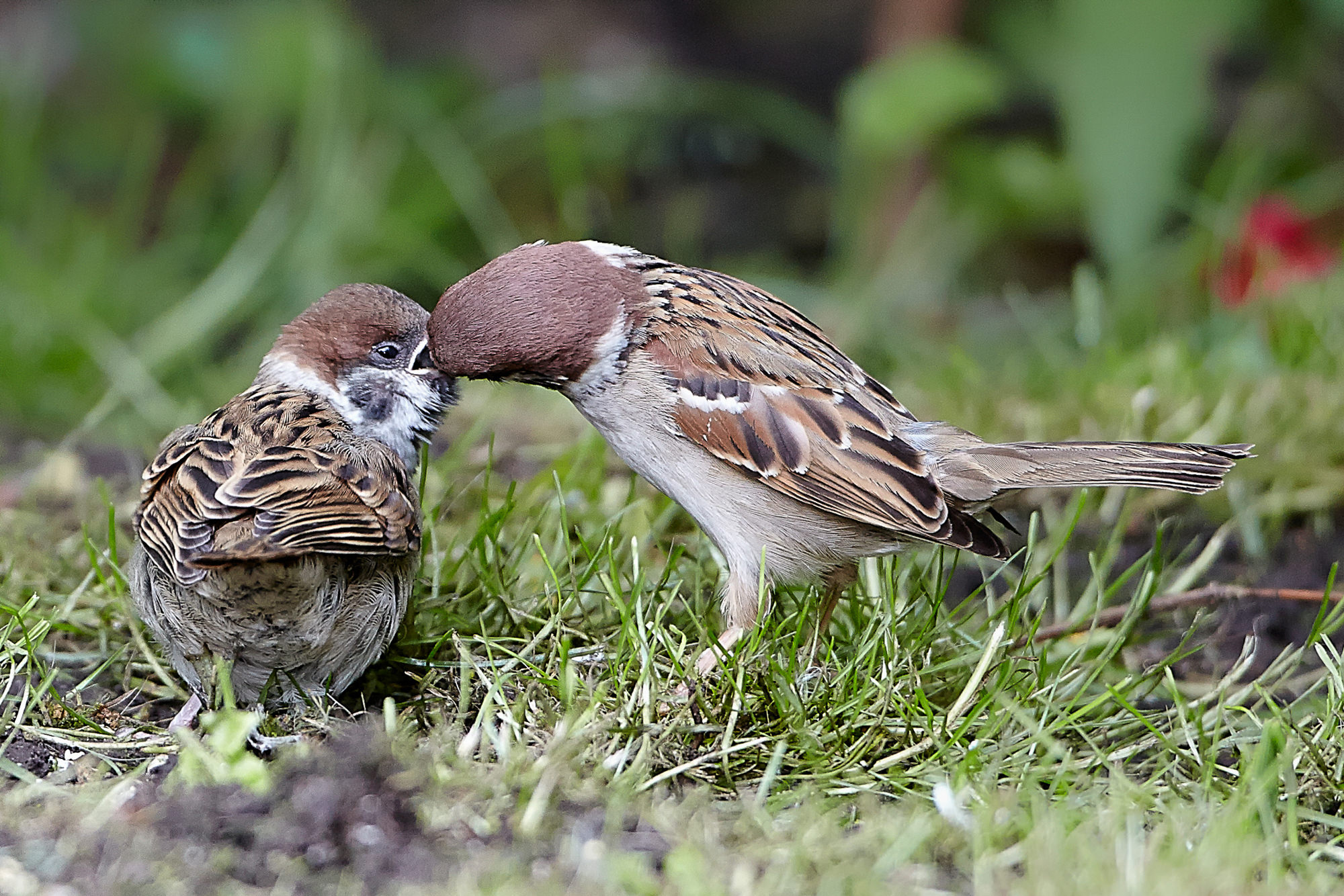 Sperling füttert Küken