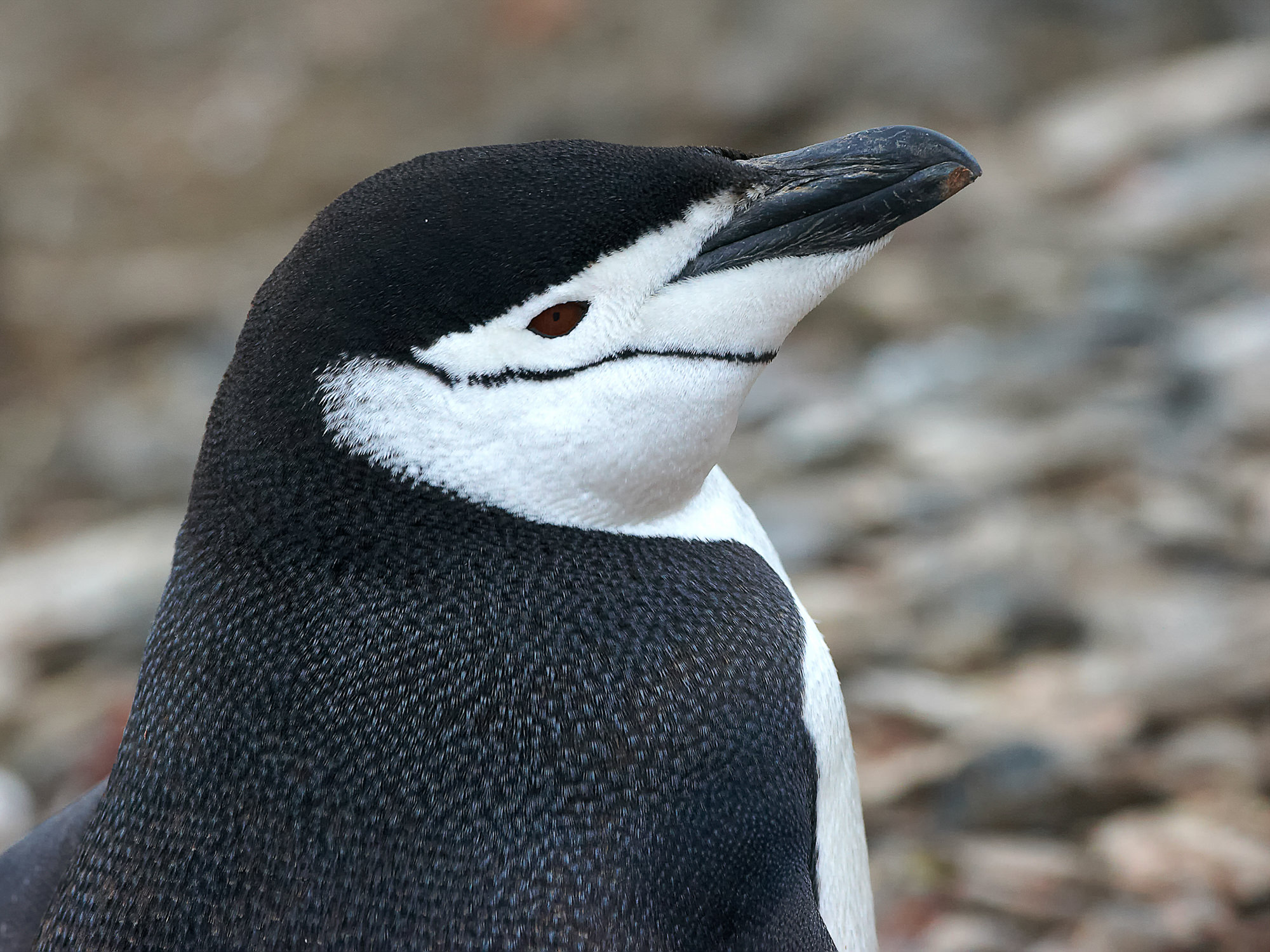 Zügelpinguin