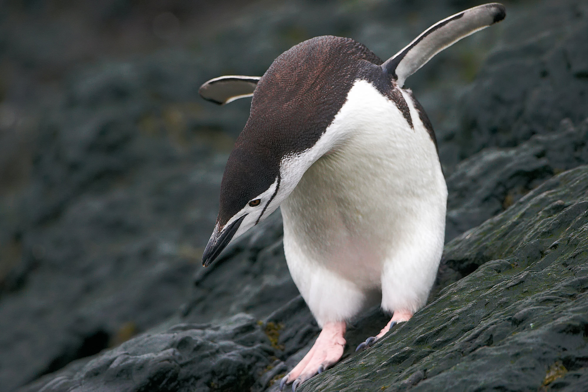 Zügelpinguin