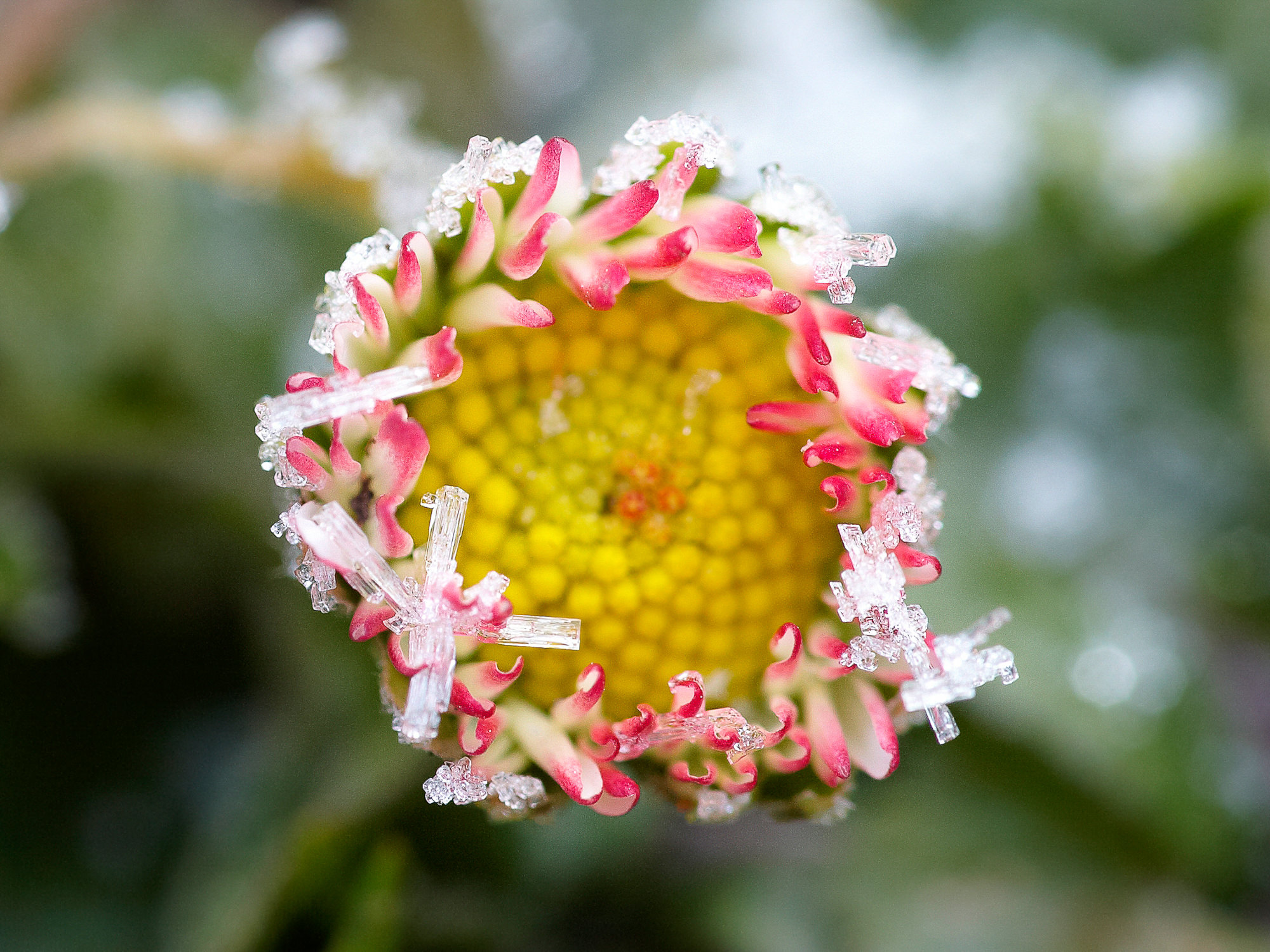 Gänseblümchen im Frost