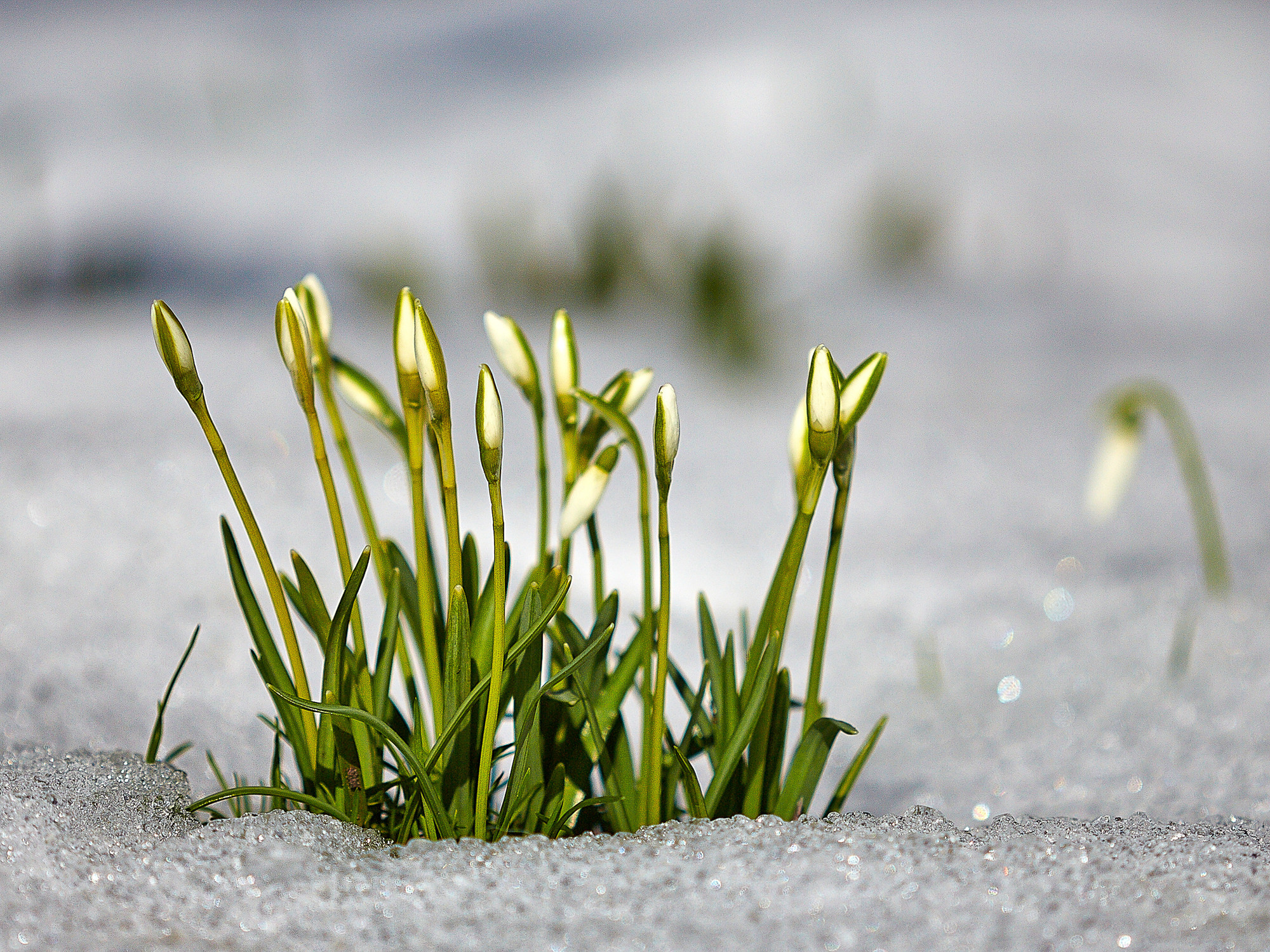 Schneeglöckchen / Galanthus