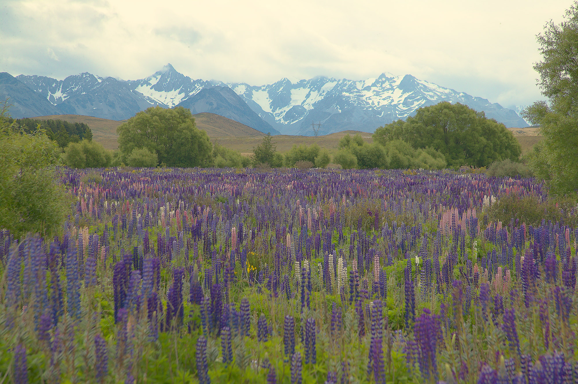 Wilde Lupinen und Neuseeländische Alpen