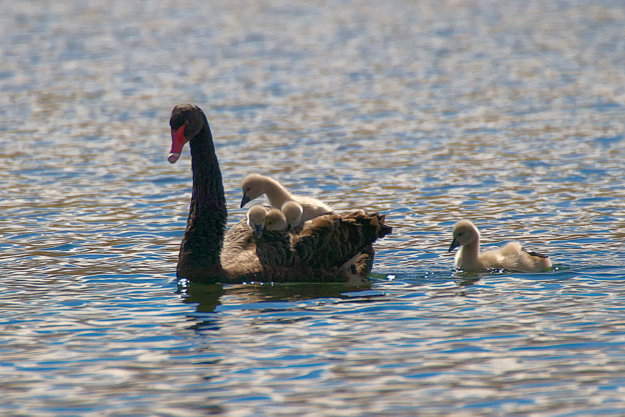 Schwarzer Schwan im Lake Alexandria