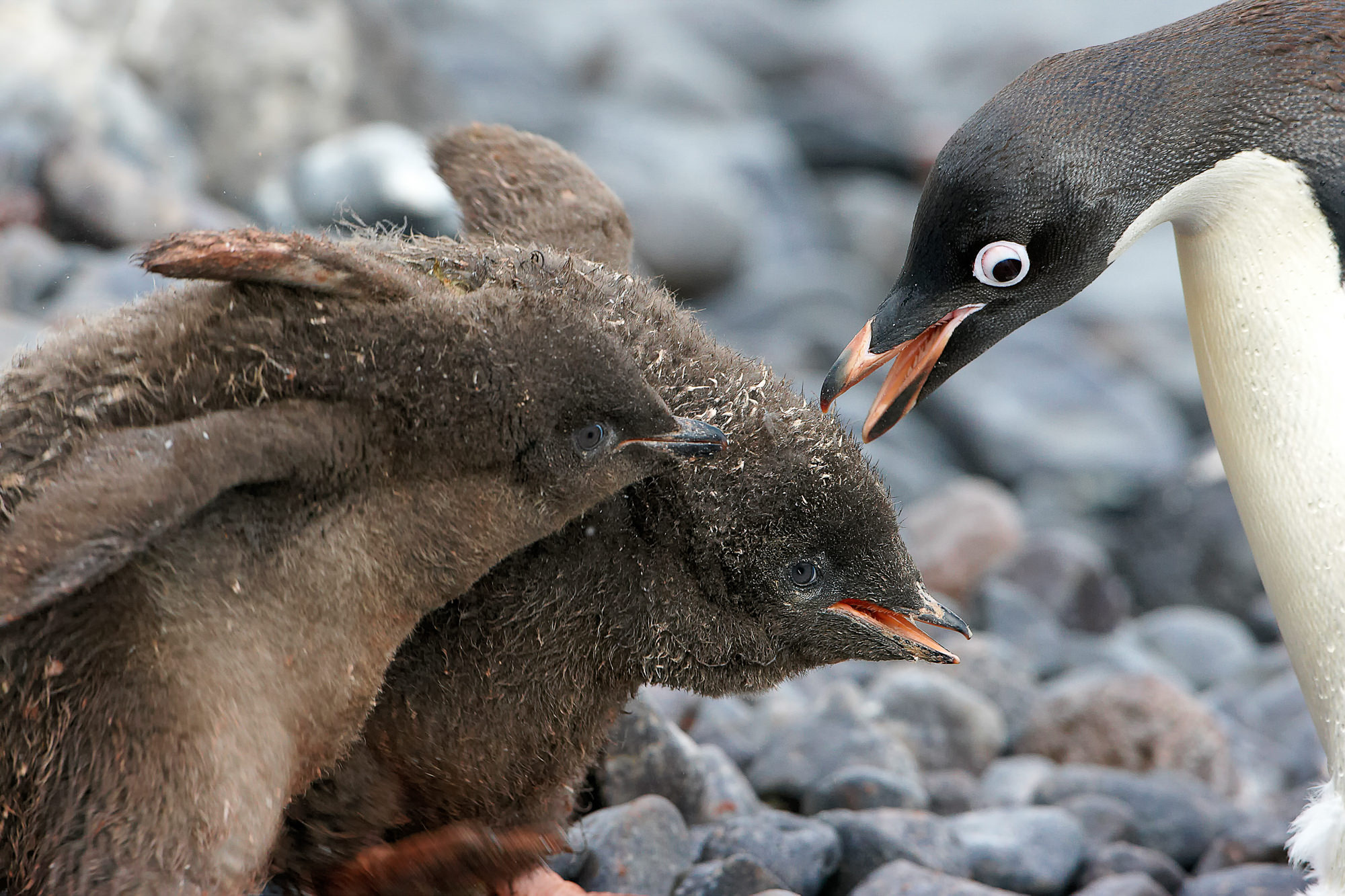 begging adelie penguin cubs