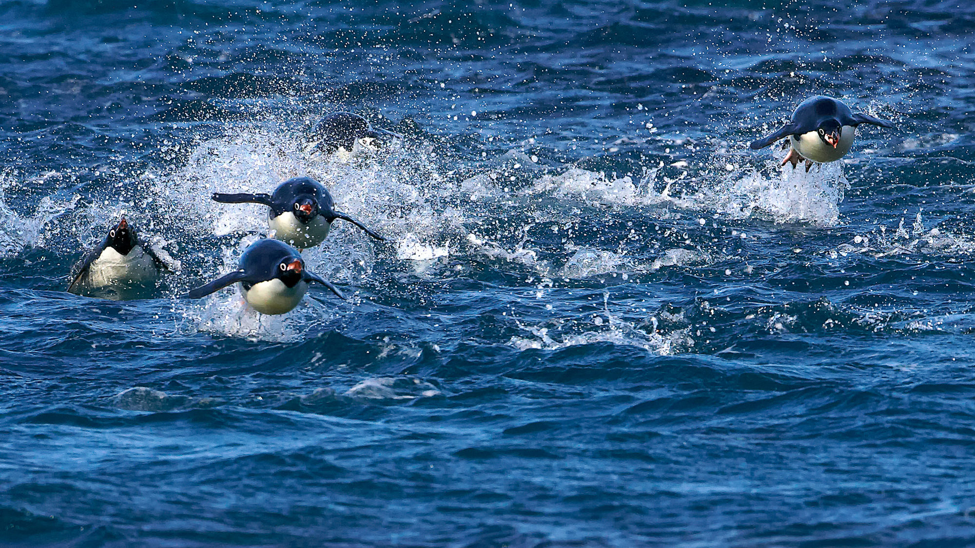 swimming fun with the adelie penguins