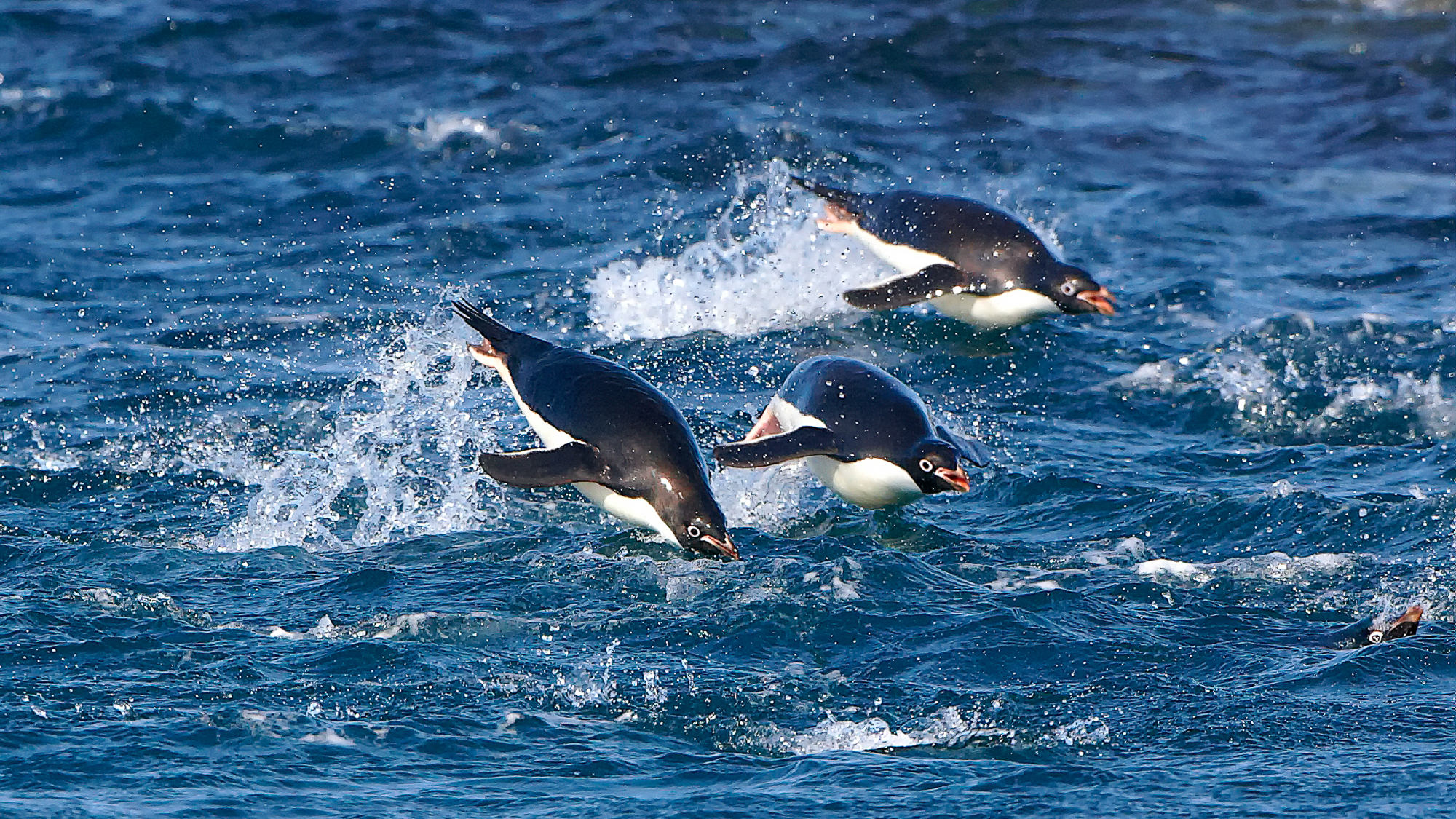 swimming fun with the adelie penguins