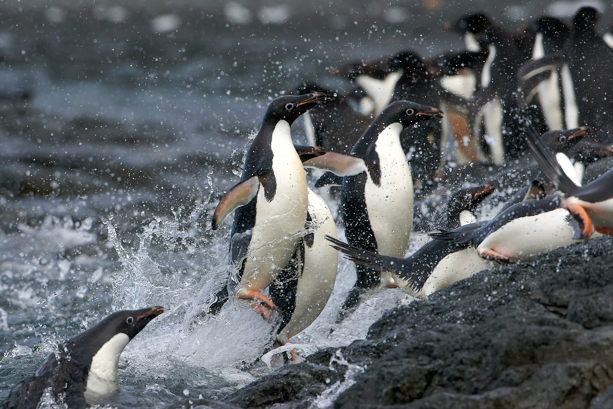 swimming fun with the adelie penguins