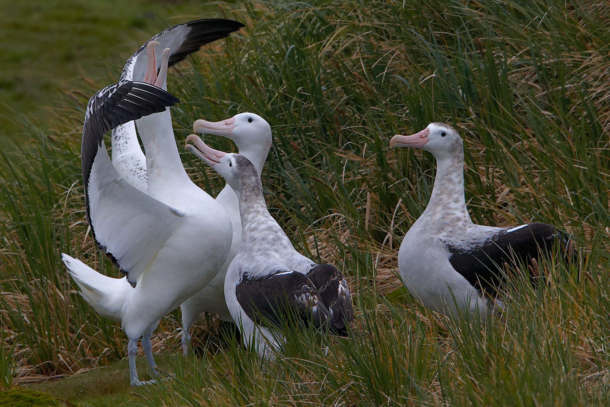 courting wandering albatross, Prion Island, South Georgia