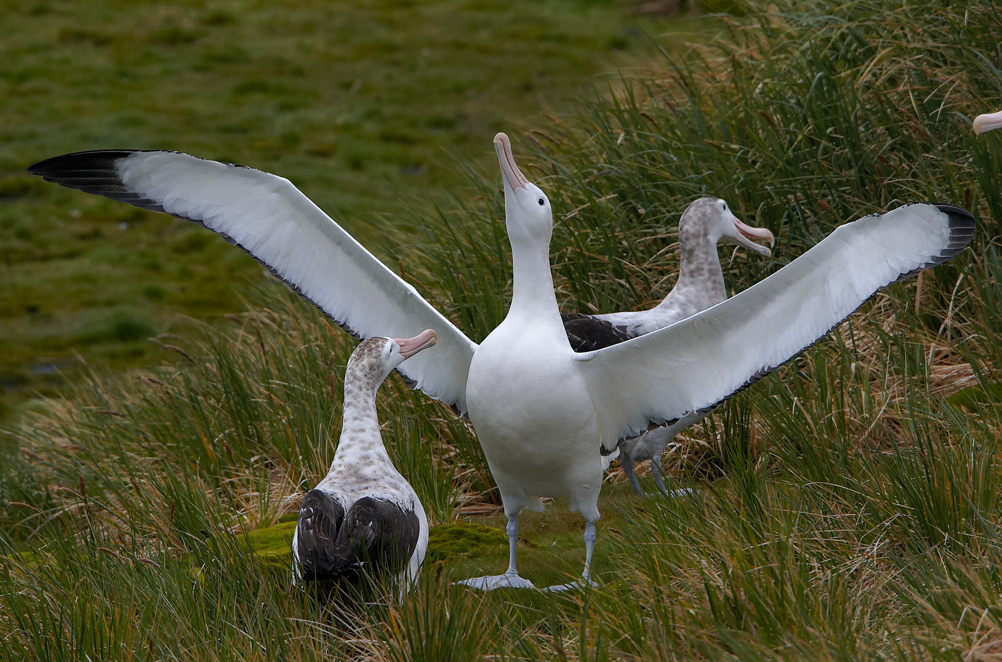 courting wandering albatross, Prion Island, South Georgia