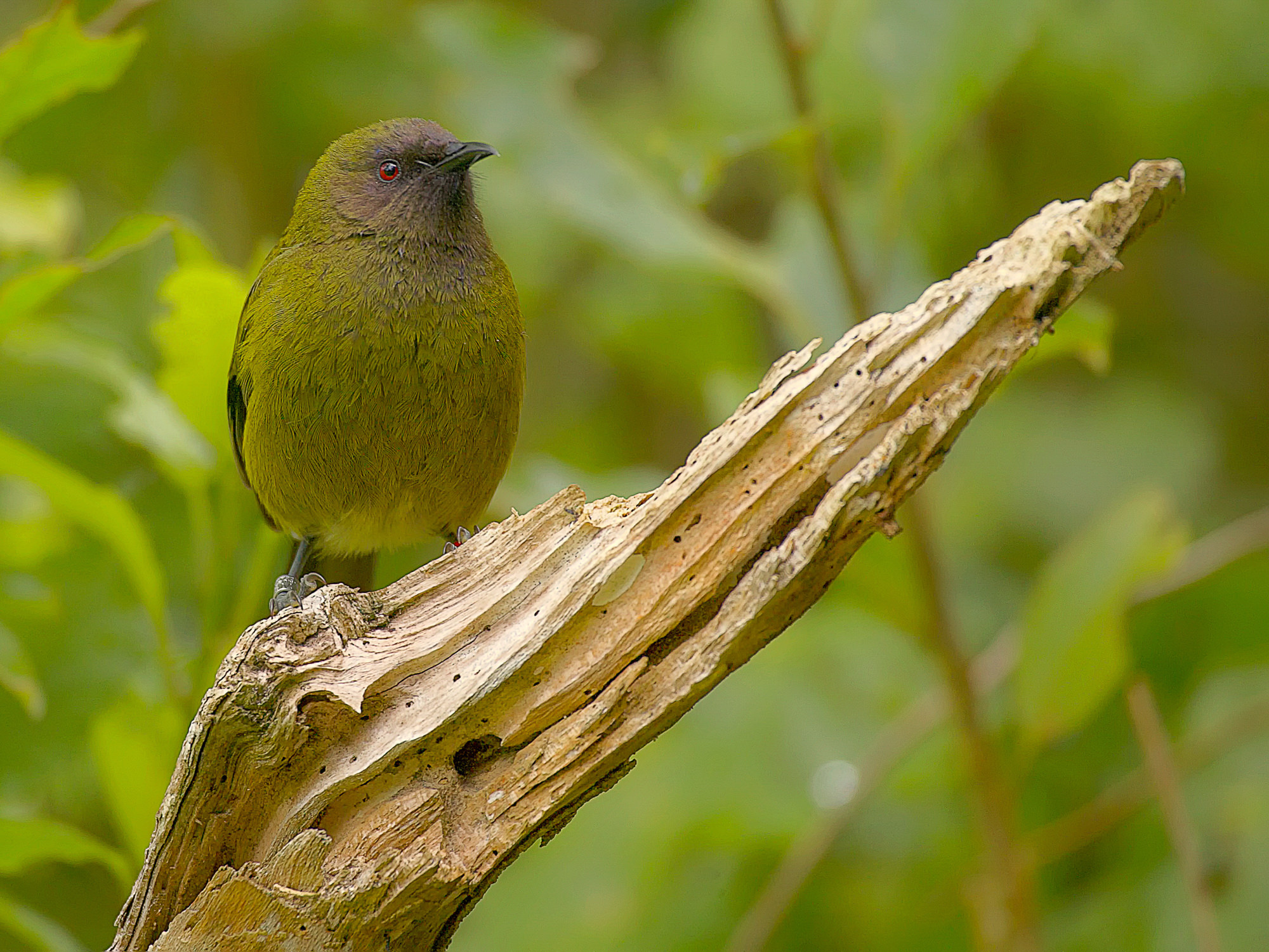 bellbird, New Zealand