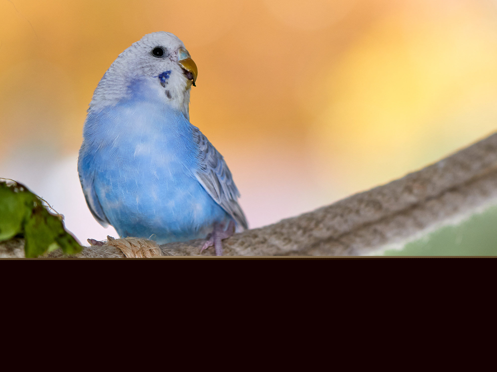 budgerigar