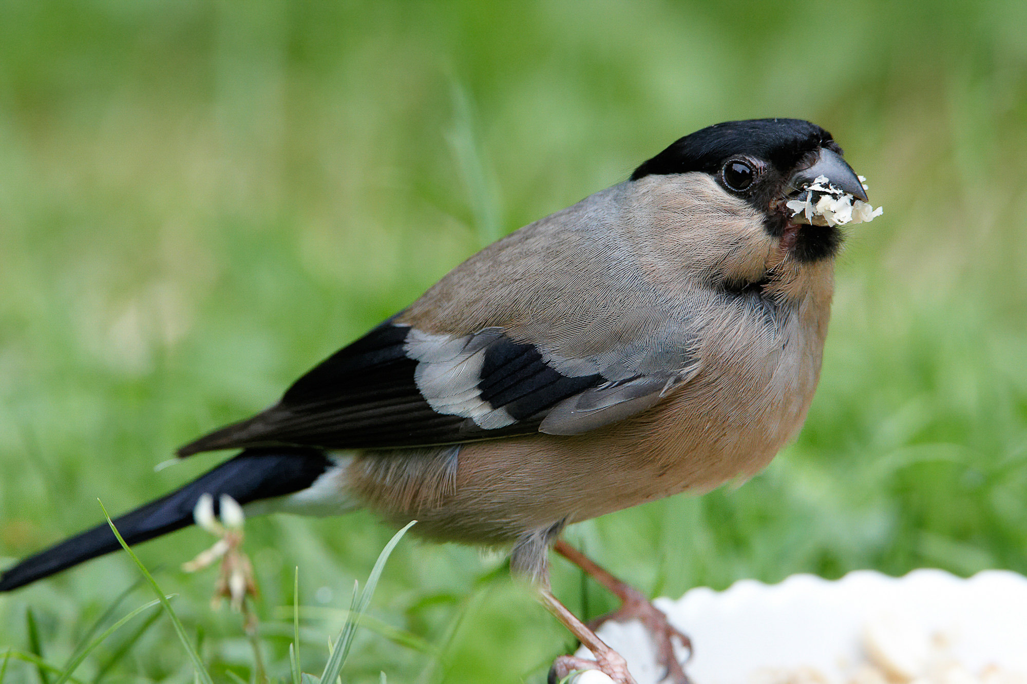 bullfinch (female)