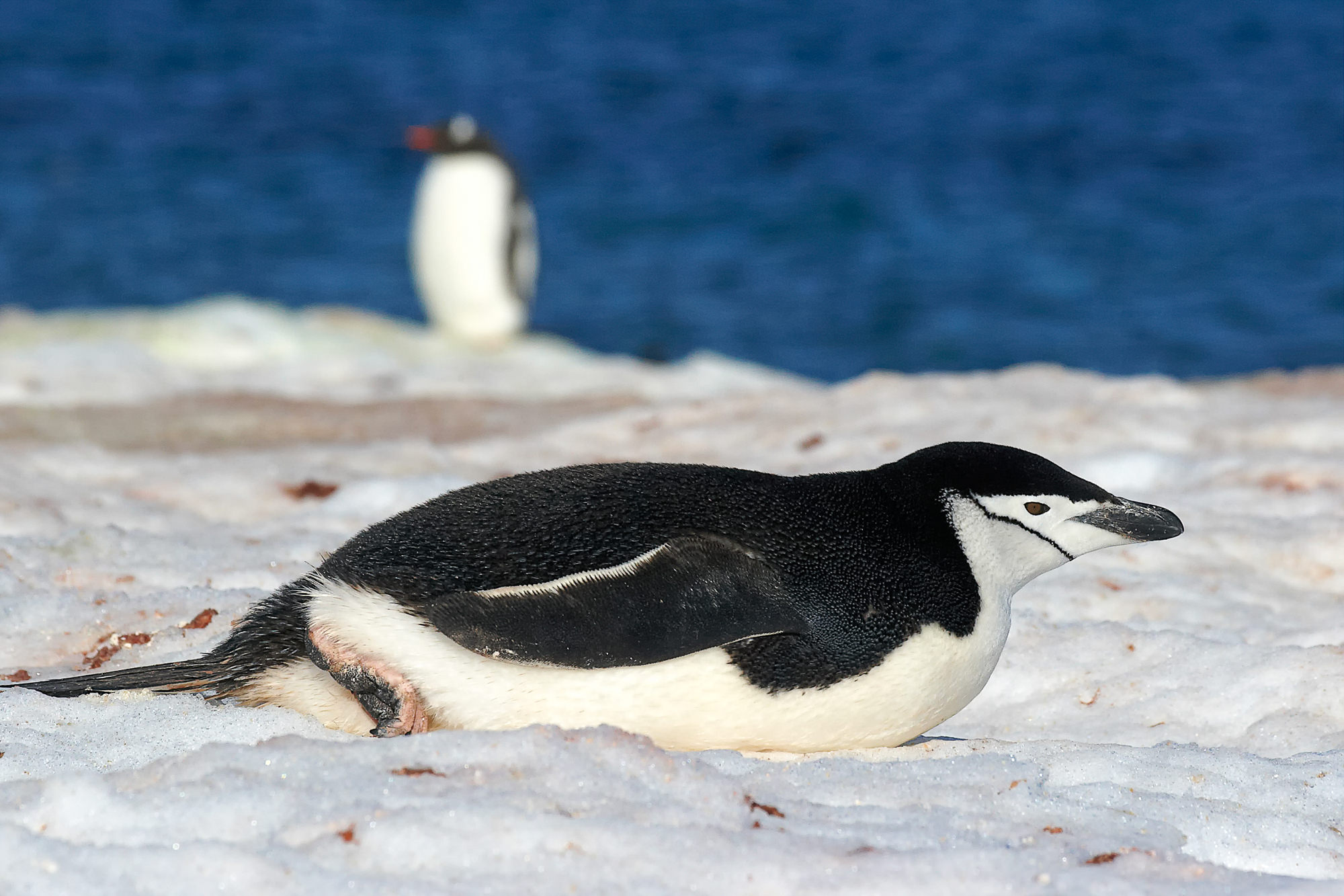 chinstrap penguin