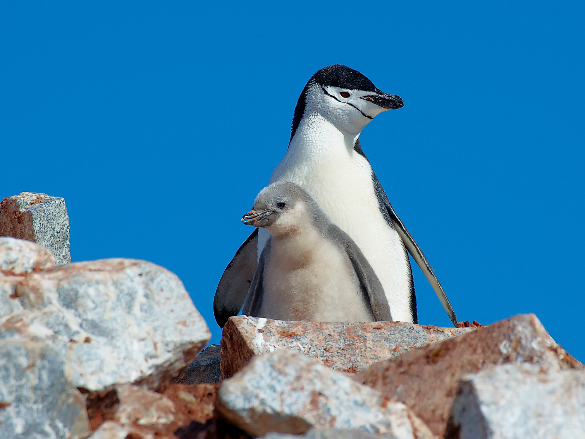 chinstrap penguin