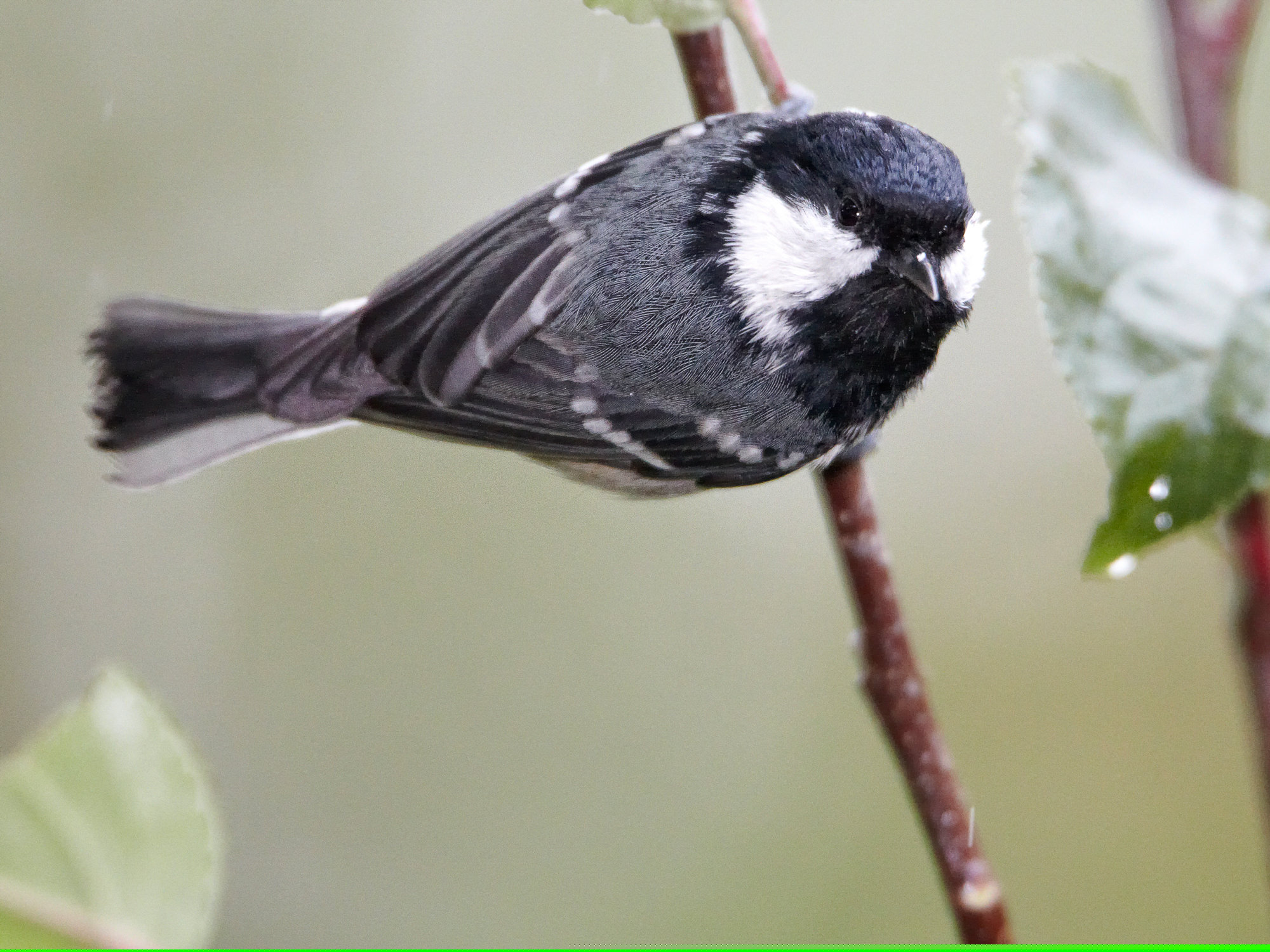 coal tit