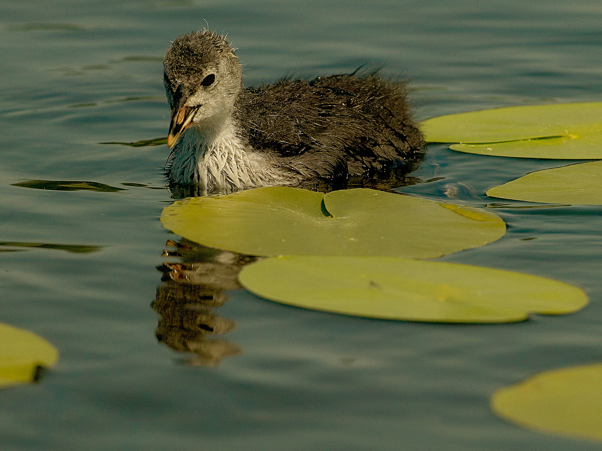 coot chick