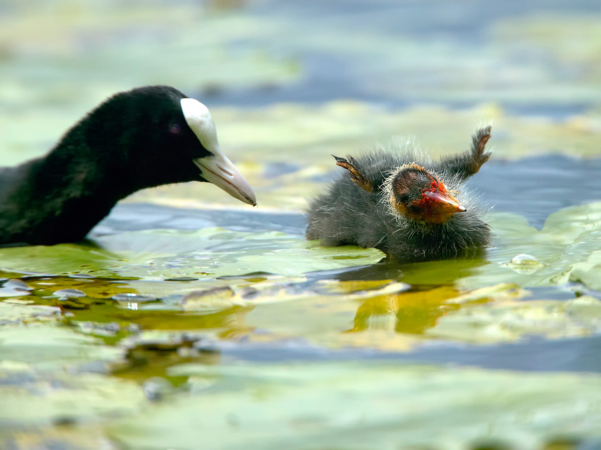 coot chick