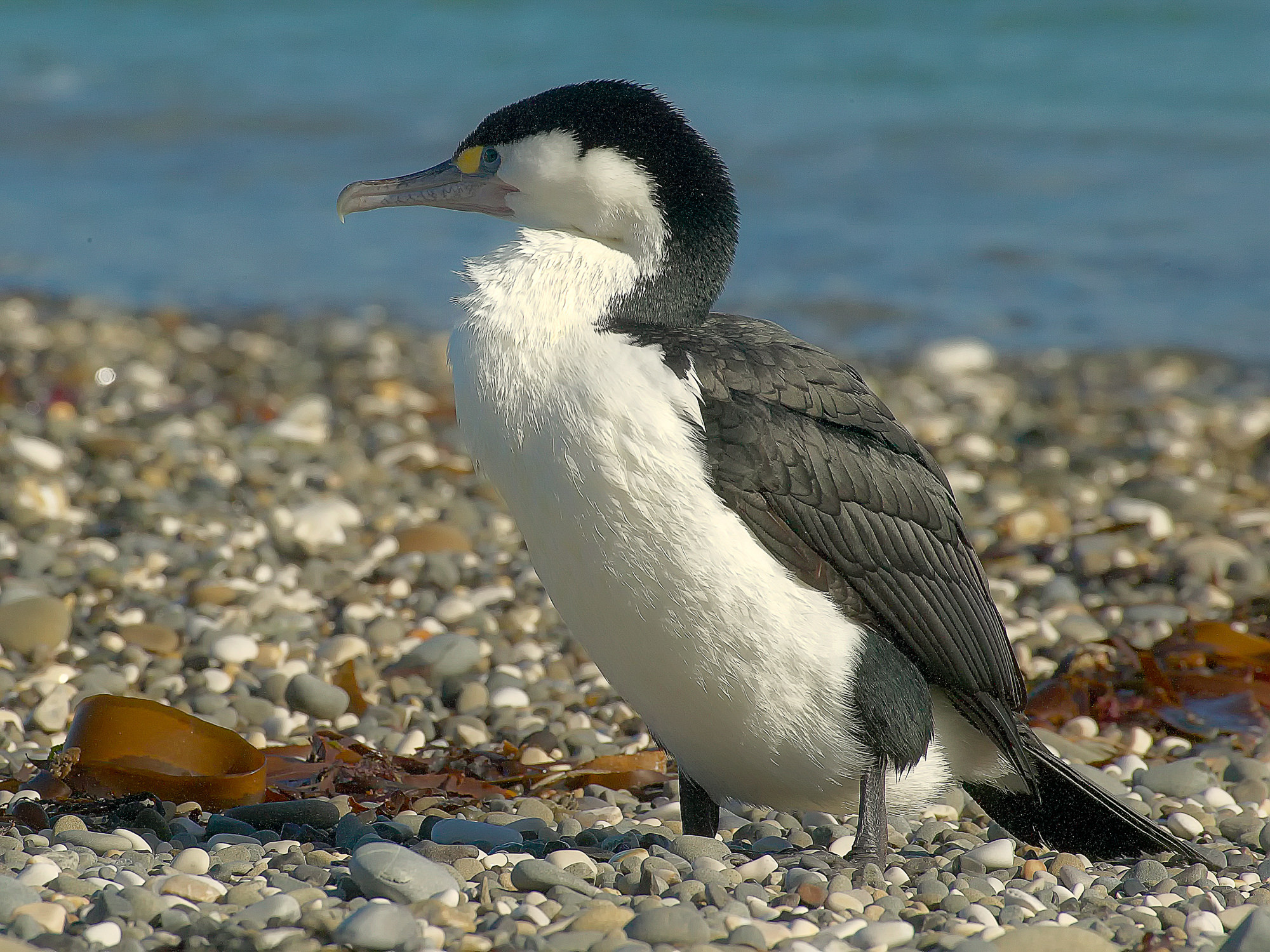 cormorant, New Zealand