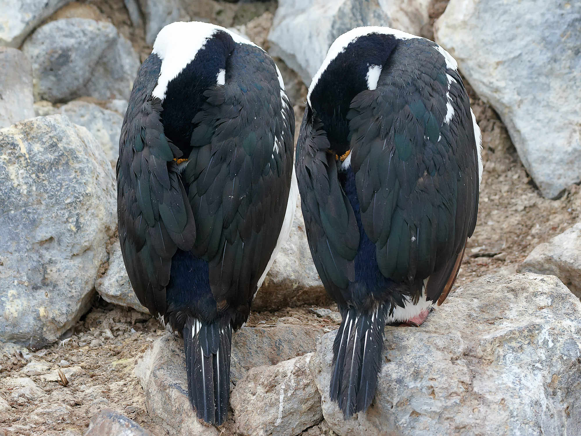 cormorants, Antarctica