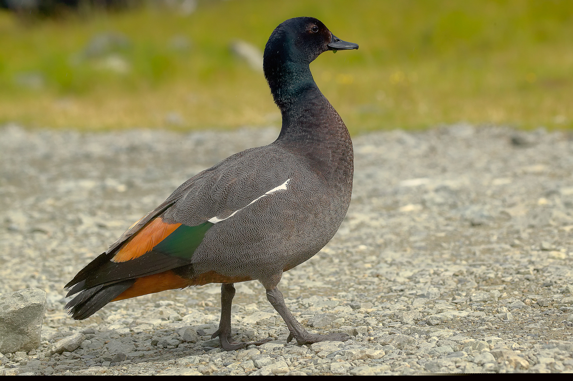 shelldug, New Zealand