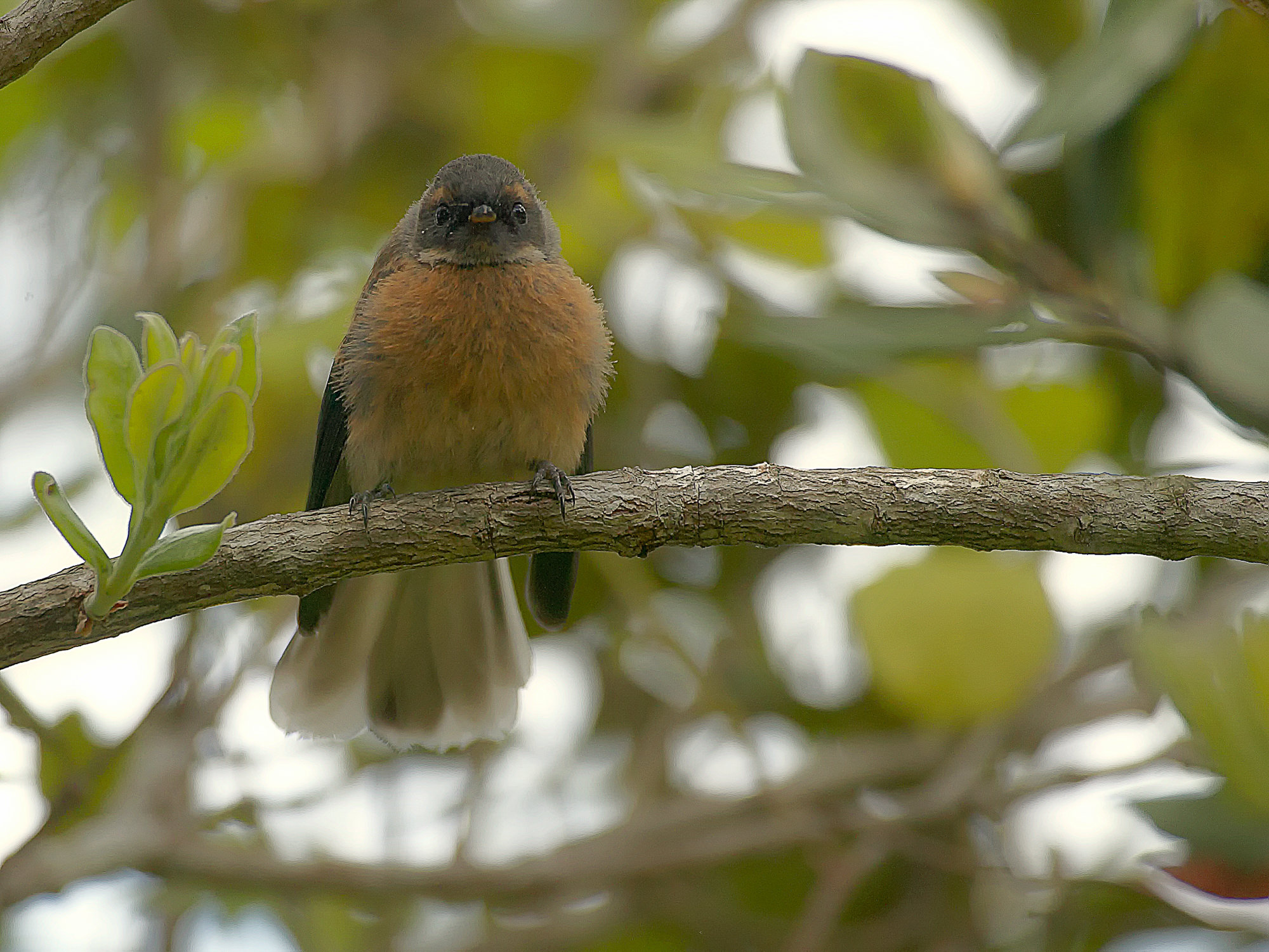 fantail in the Wenderholm regional park, New Zealand