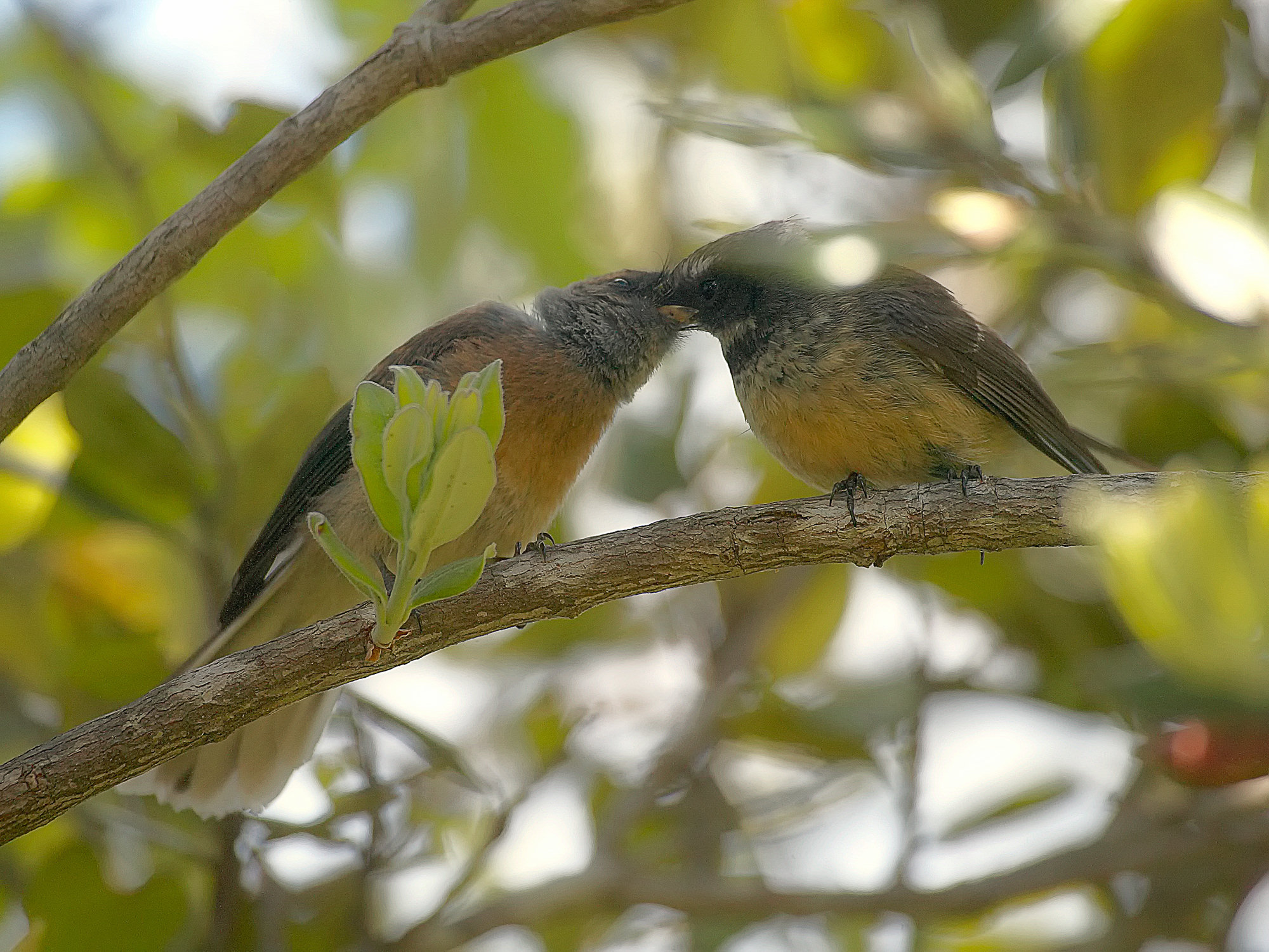 fantail in the Wenderholm regional park, New Zealand