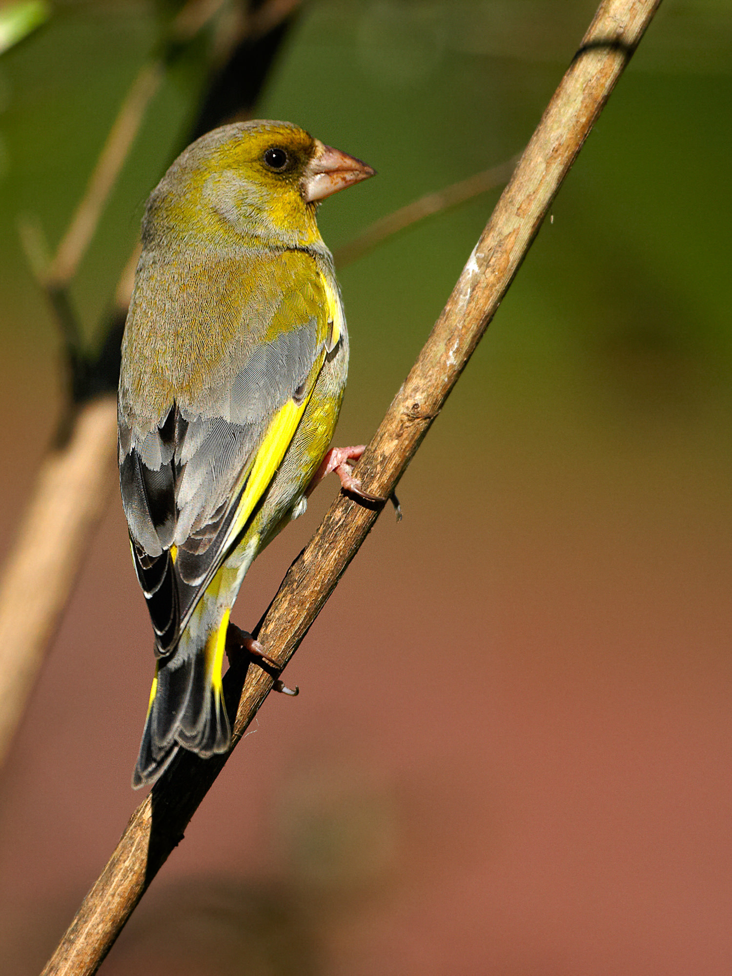 greenfinch