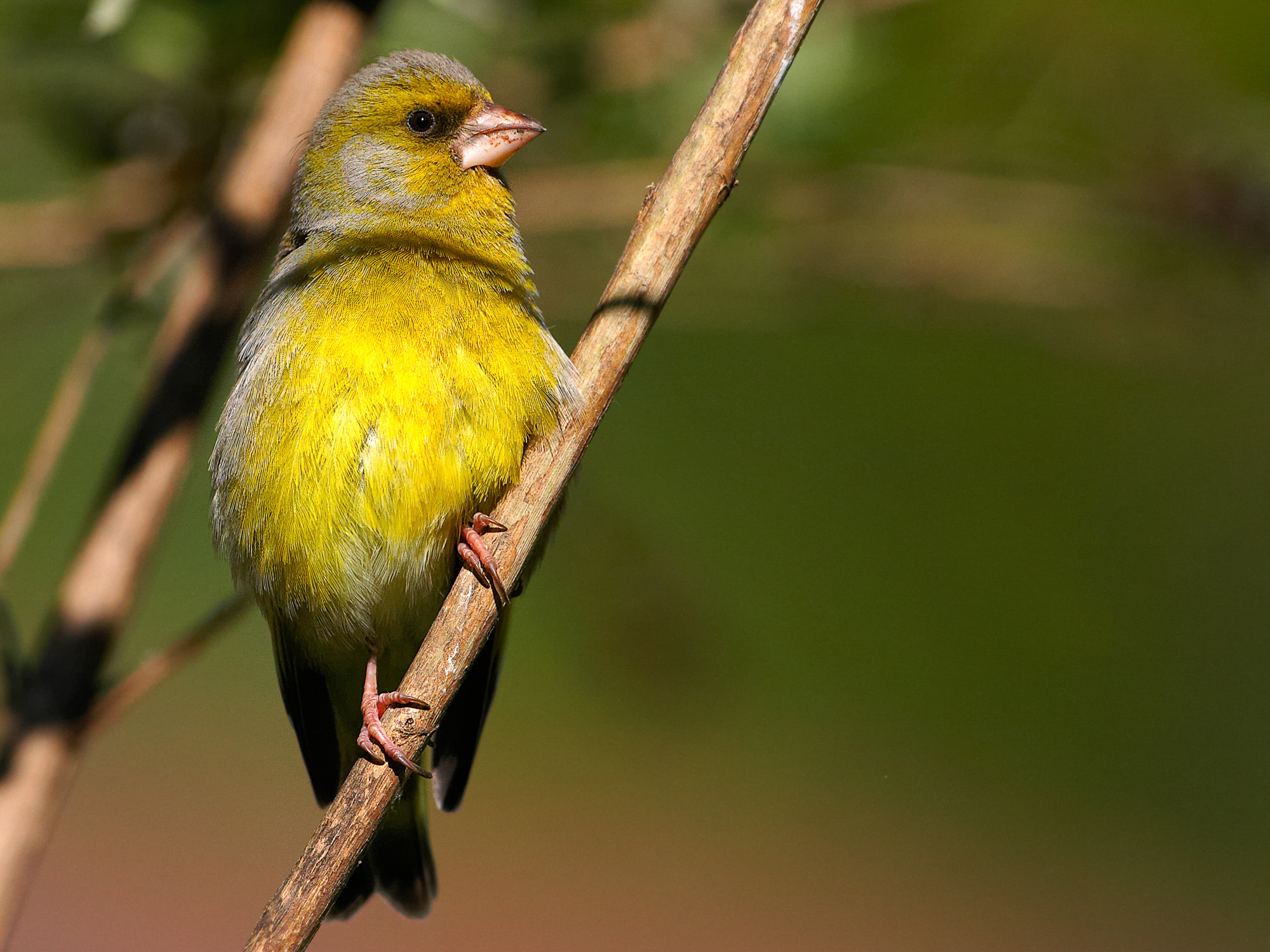 greenfinch