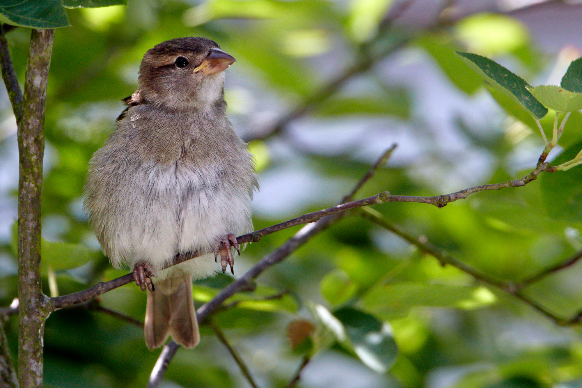 greenfinch