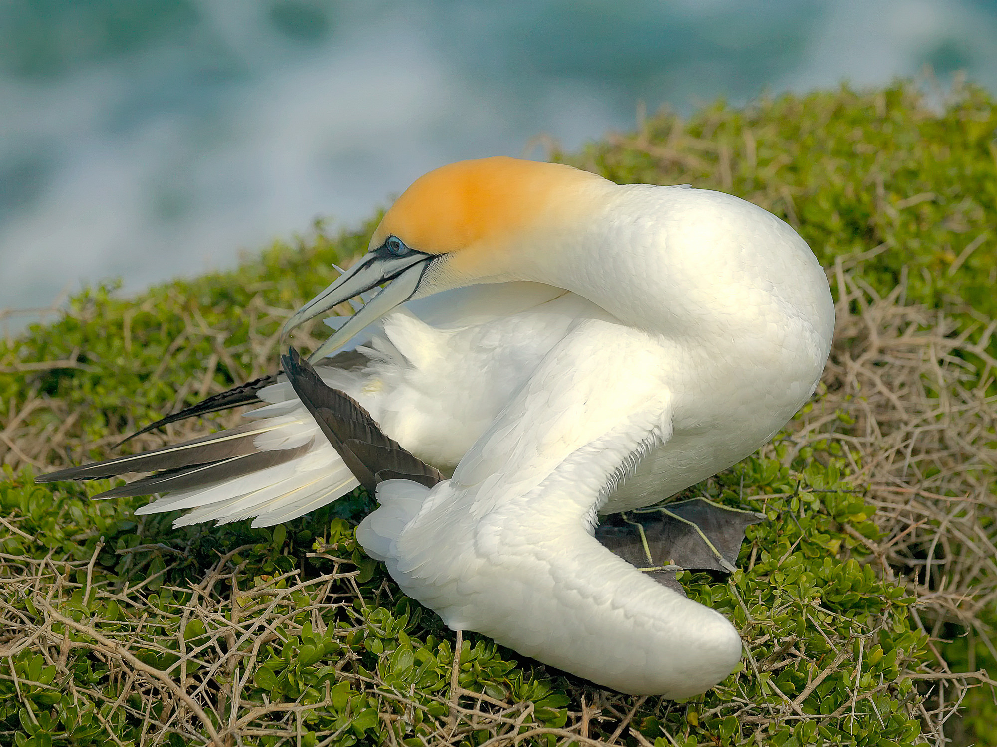 gannet at Muriwai, New Zealand