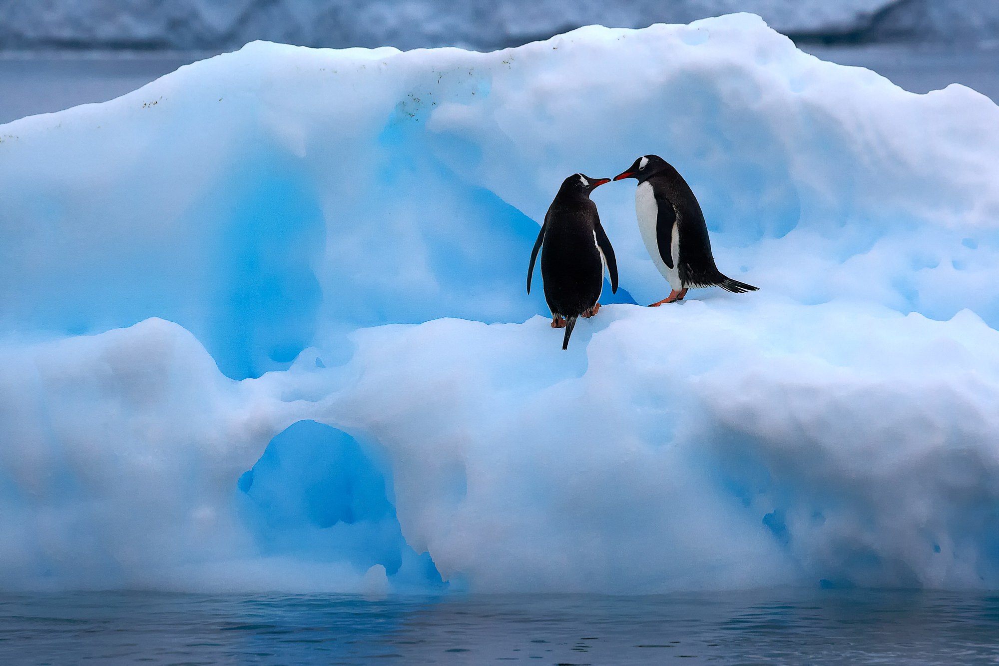 swimming fun with the gentoo penguins