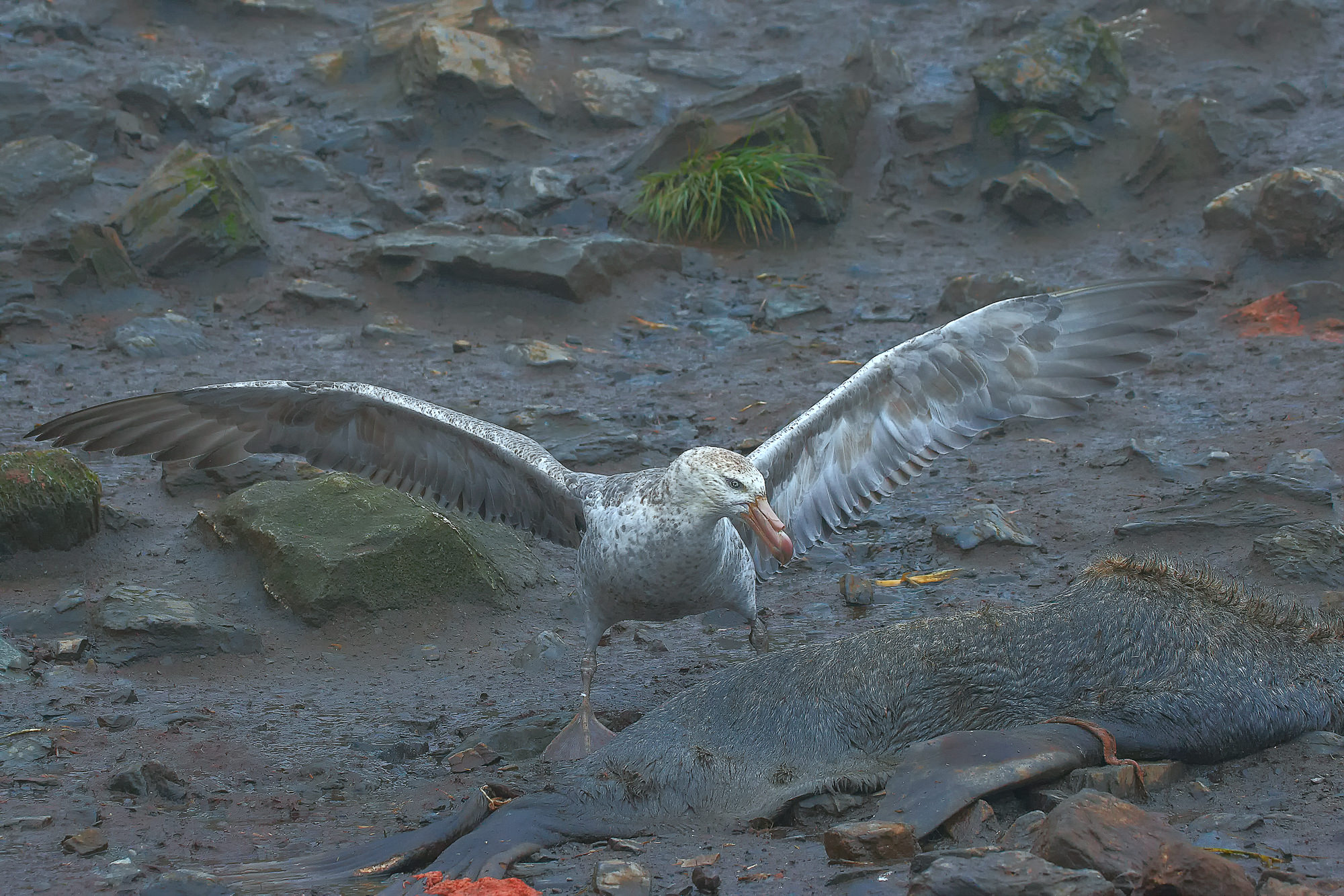 giant petrel