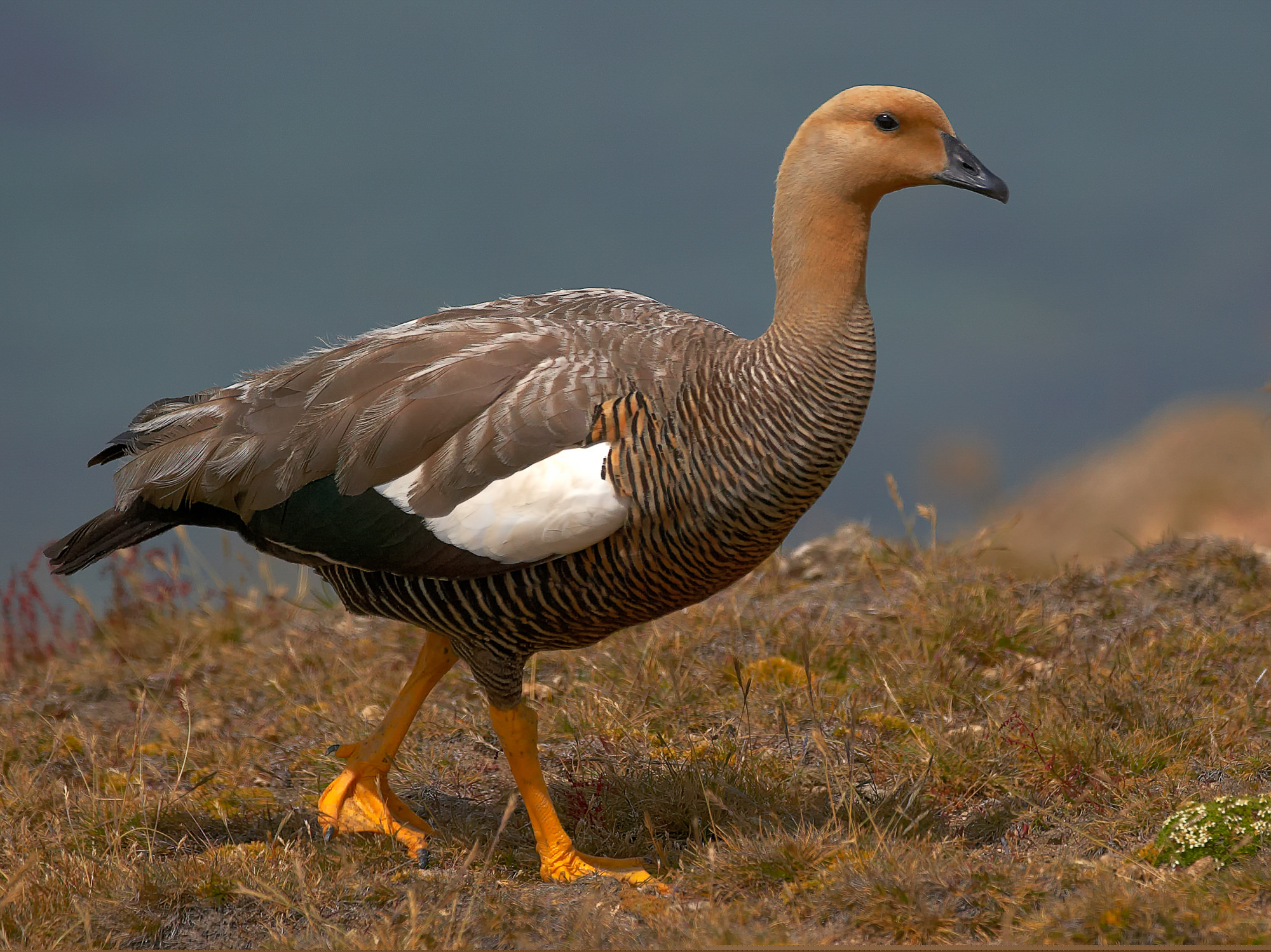 magellan goose (male)