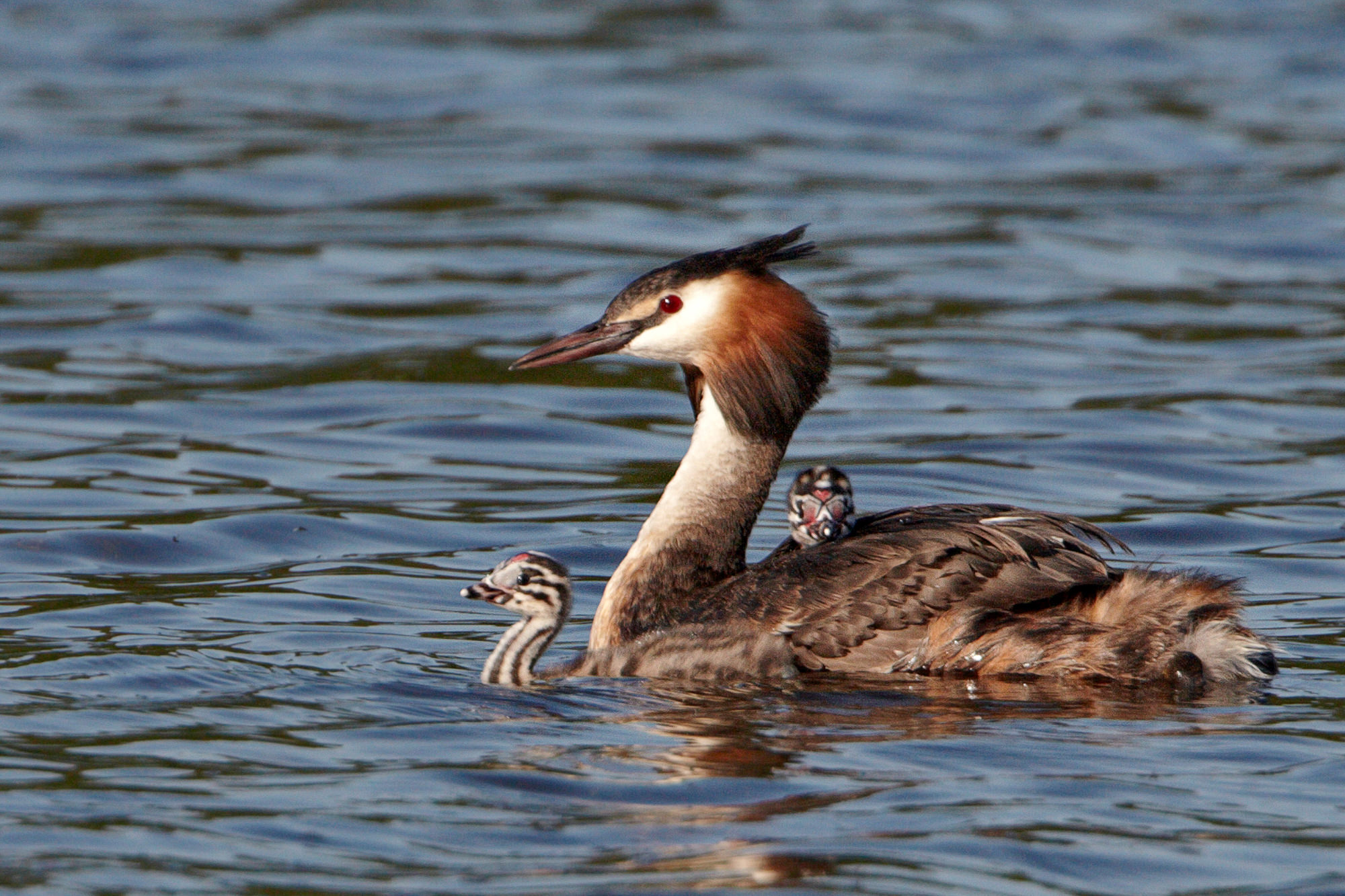 great crested grebes with chicks