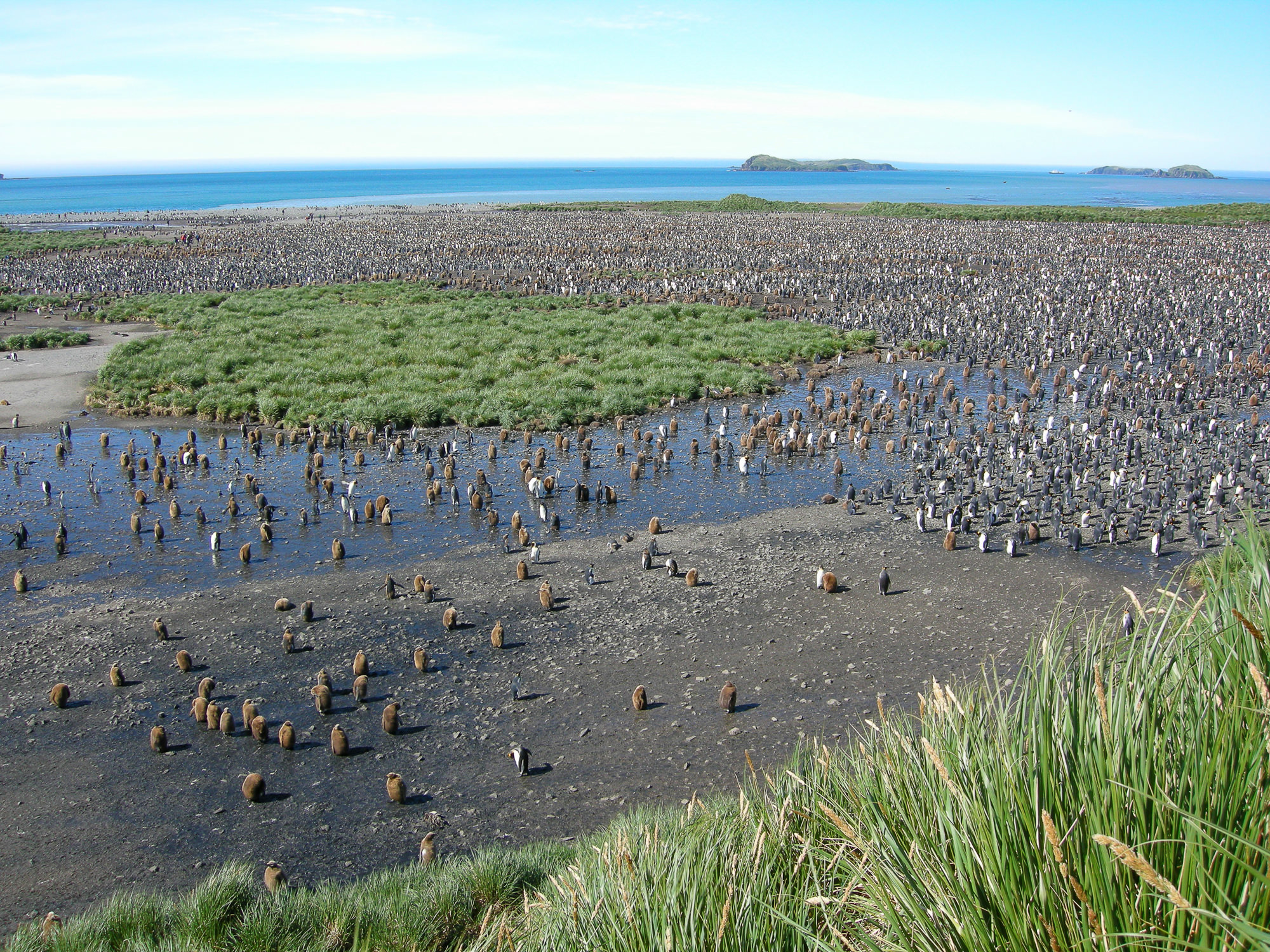king penguins at Salisbury Plain, South Georgia