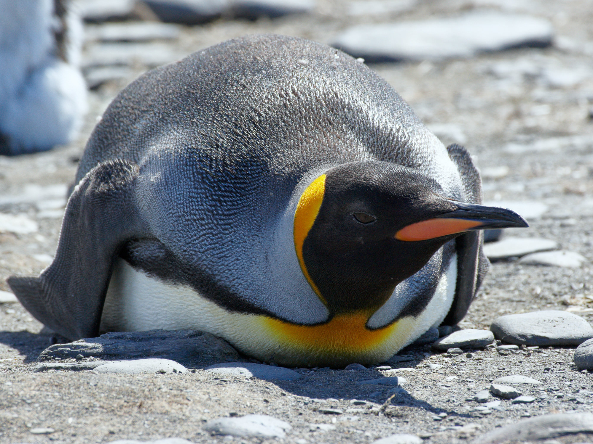 king penguin