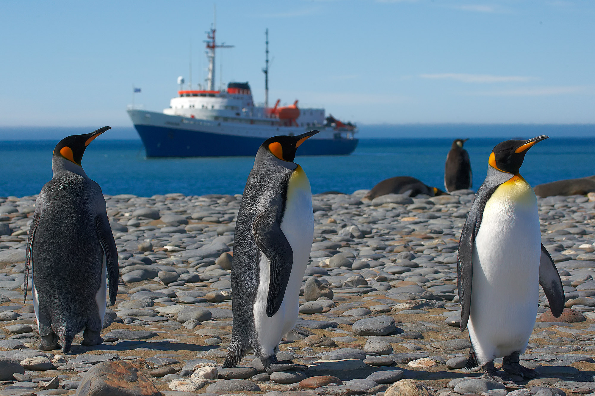 king penguins at Salisbury Plain, South Georgia