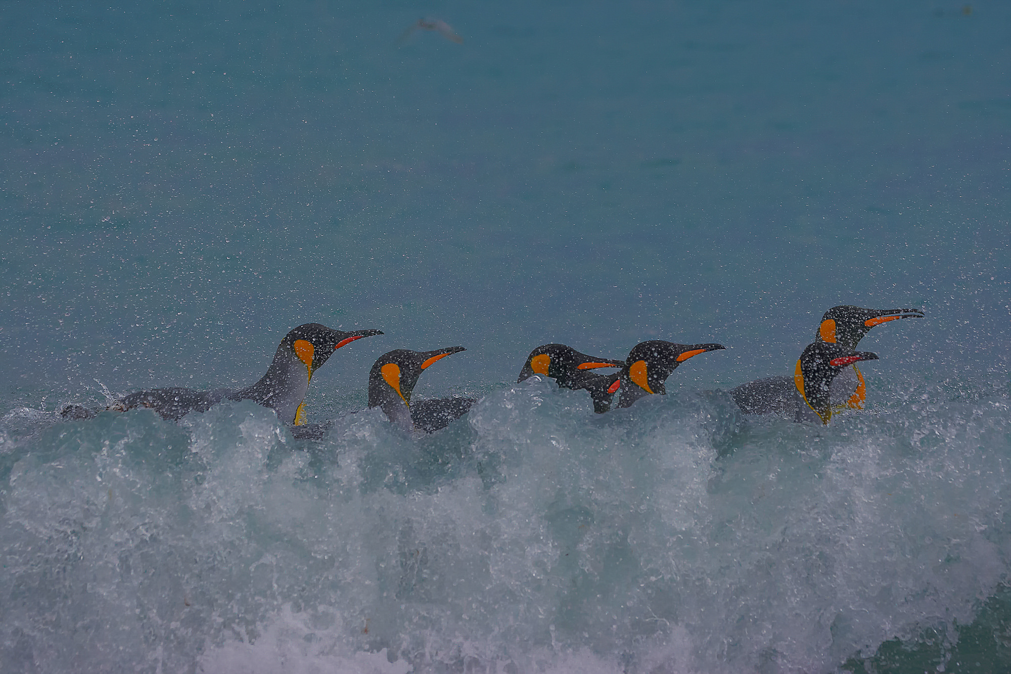 King penguins have fun swimming